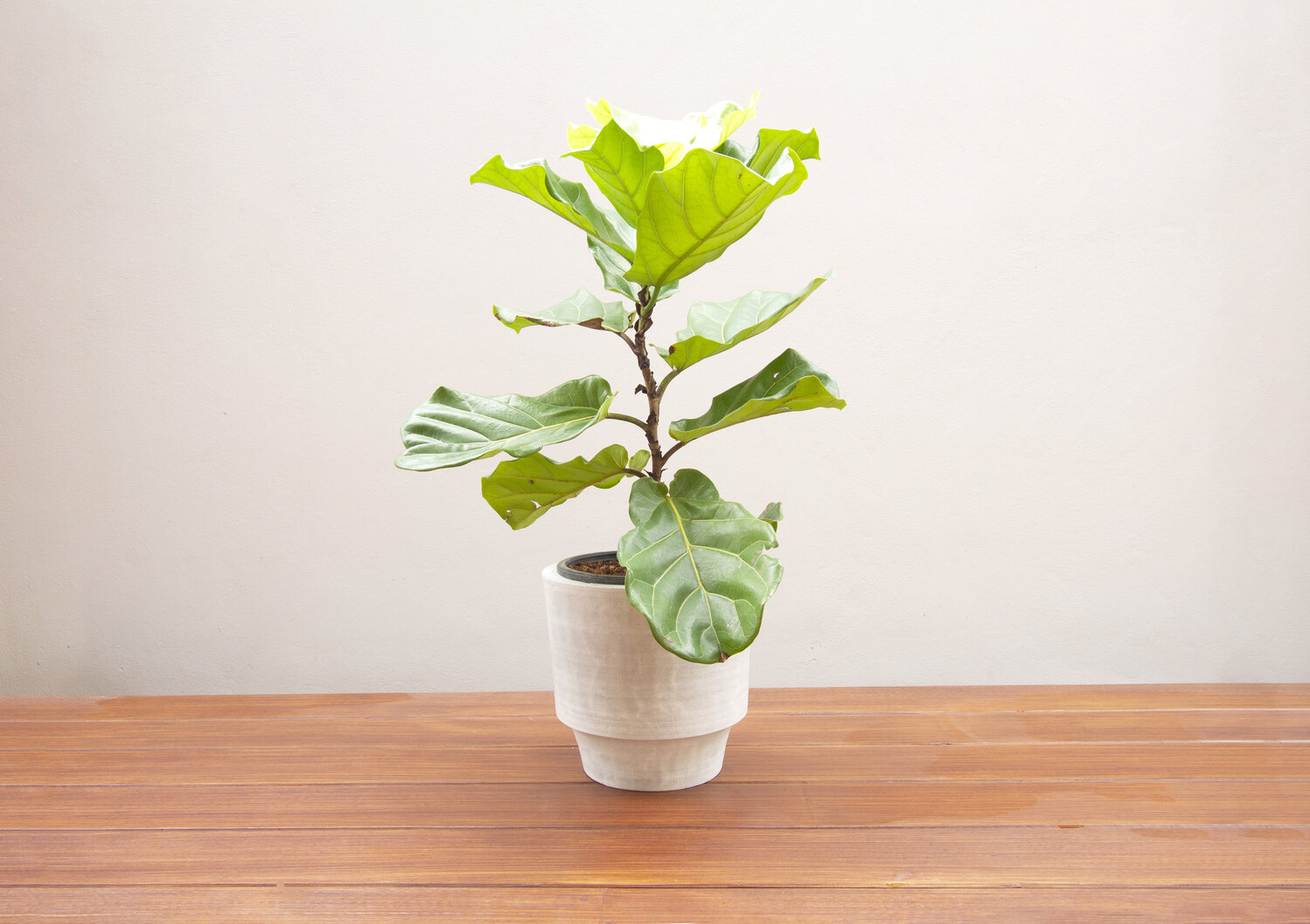 The best way to repot your Fiddle Leaf Fig