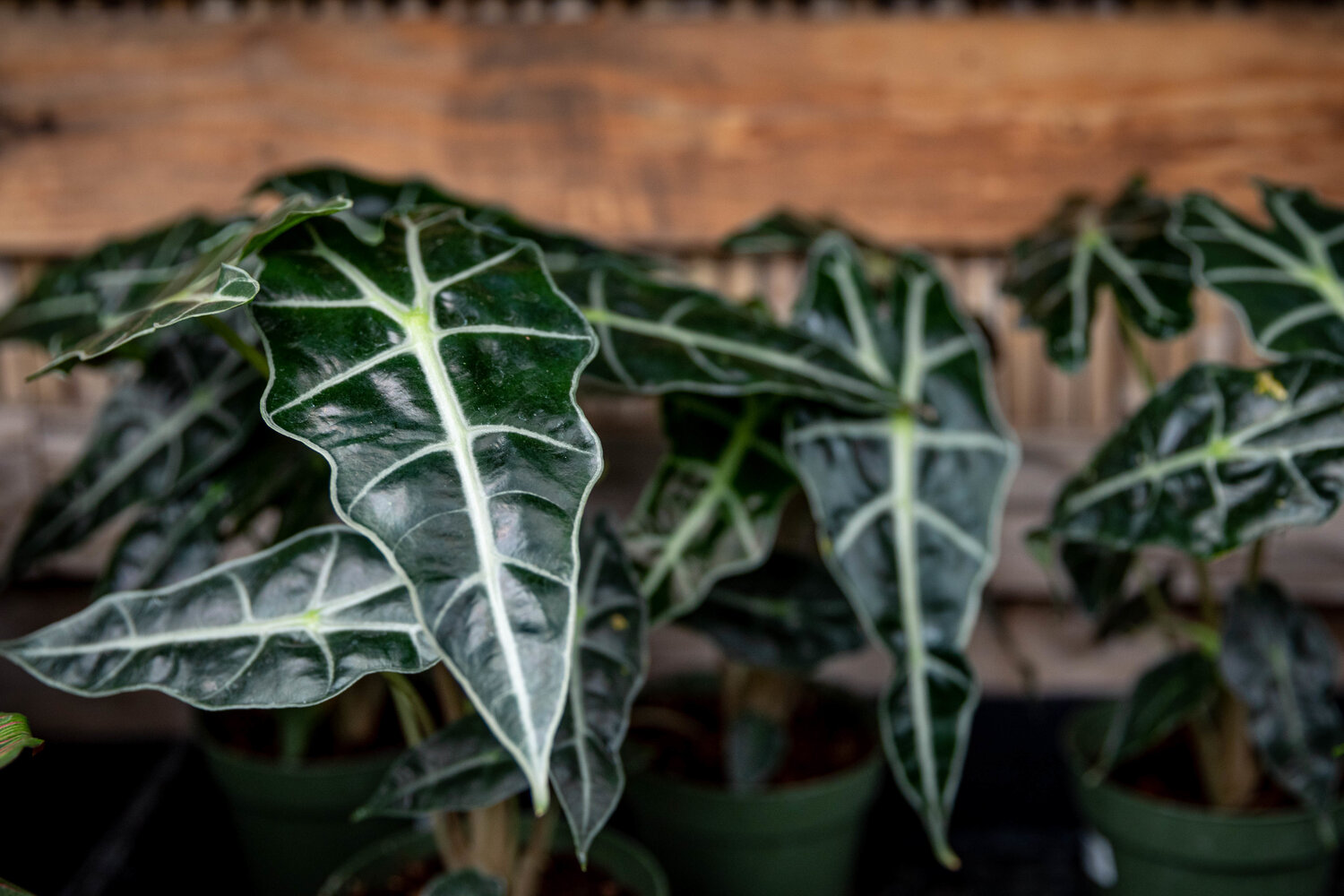 Amazonian elephant's ear watering 2