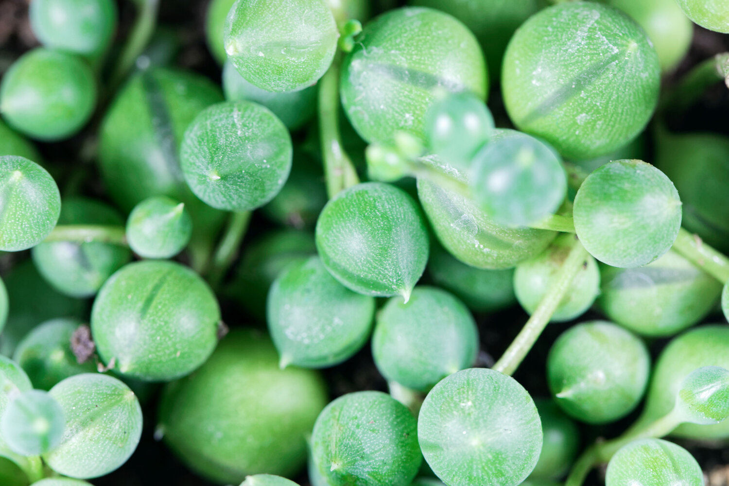 Senecio watering 1