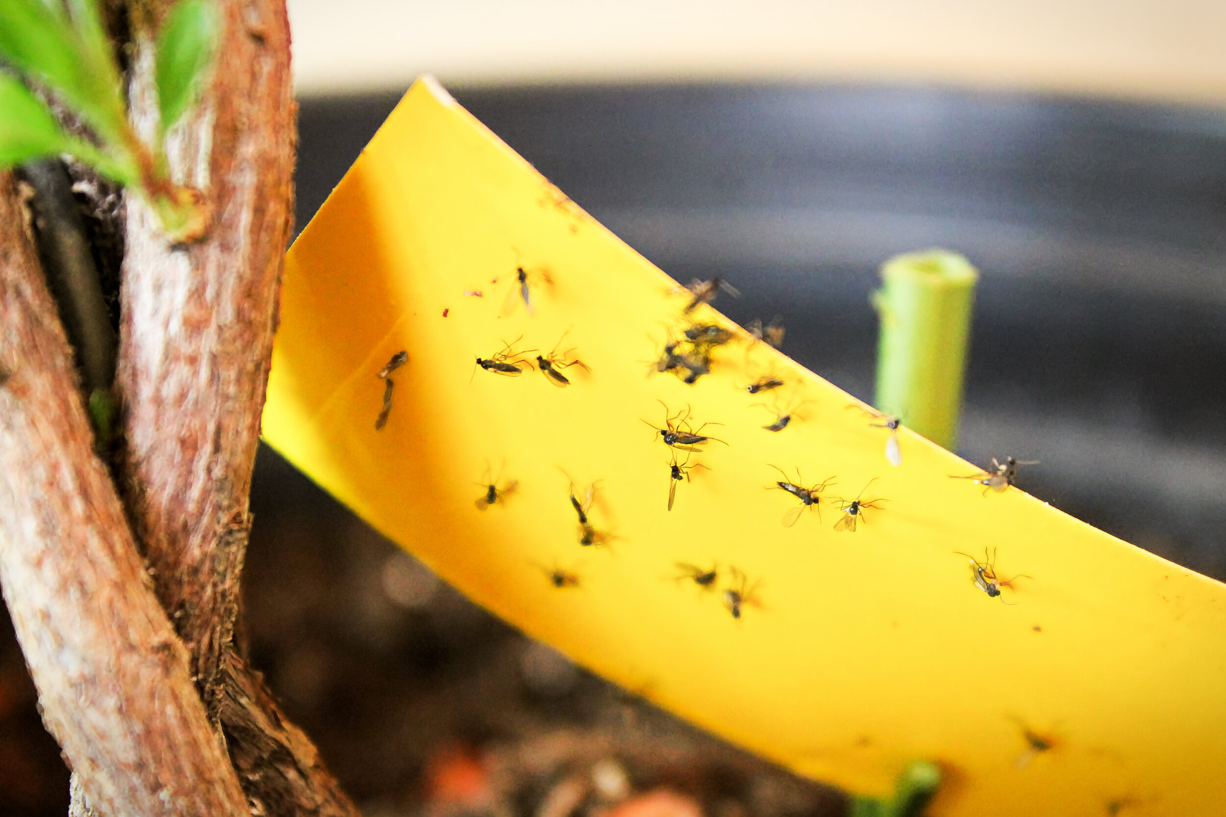 Fungus gnats 3