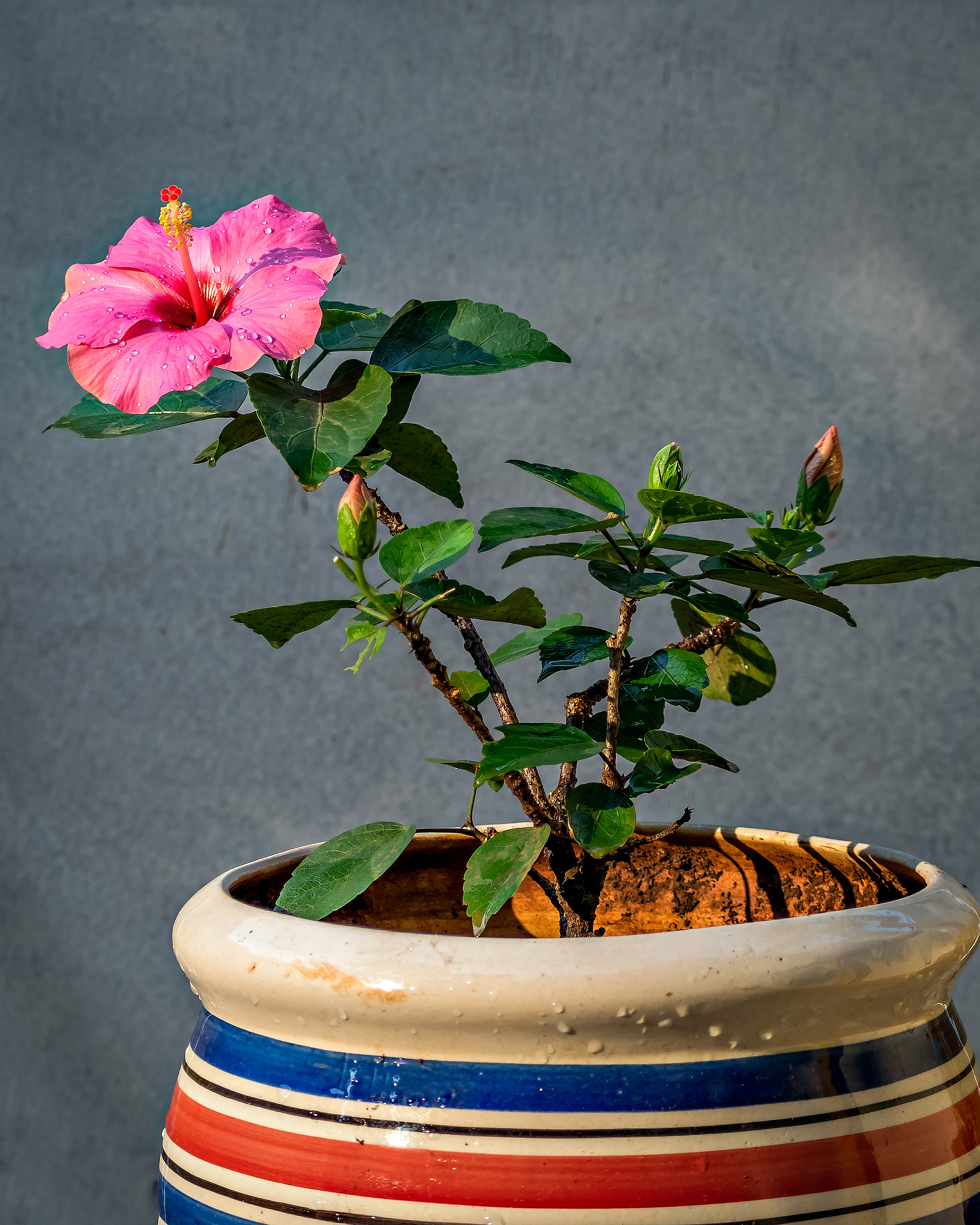  Hibiscus rosa-sinensis