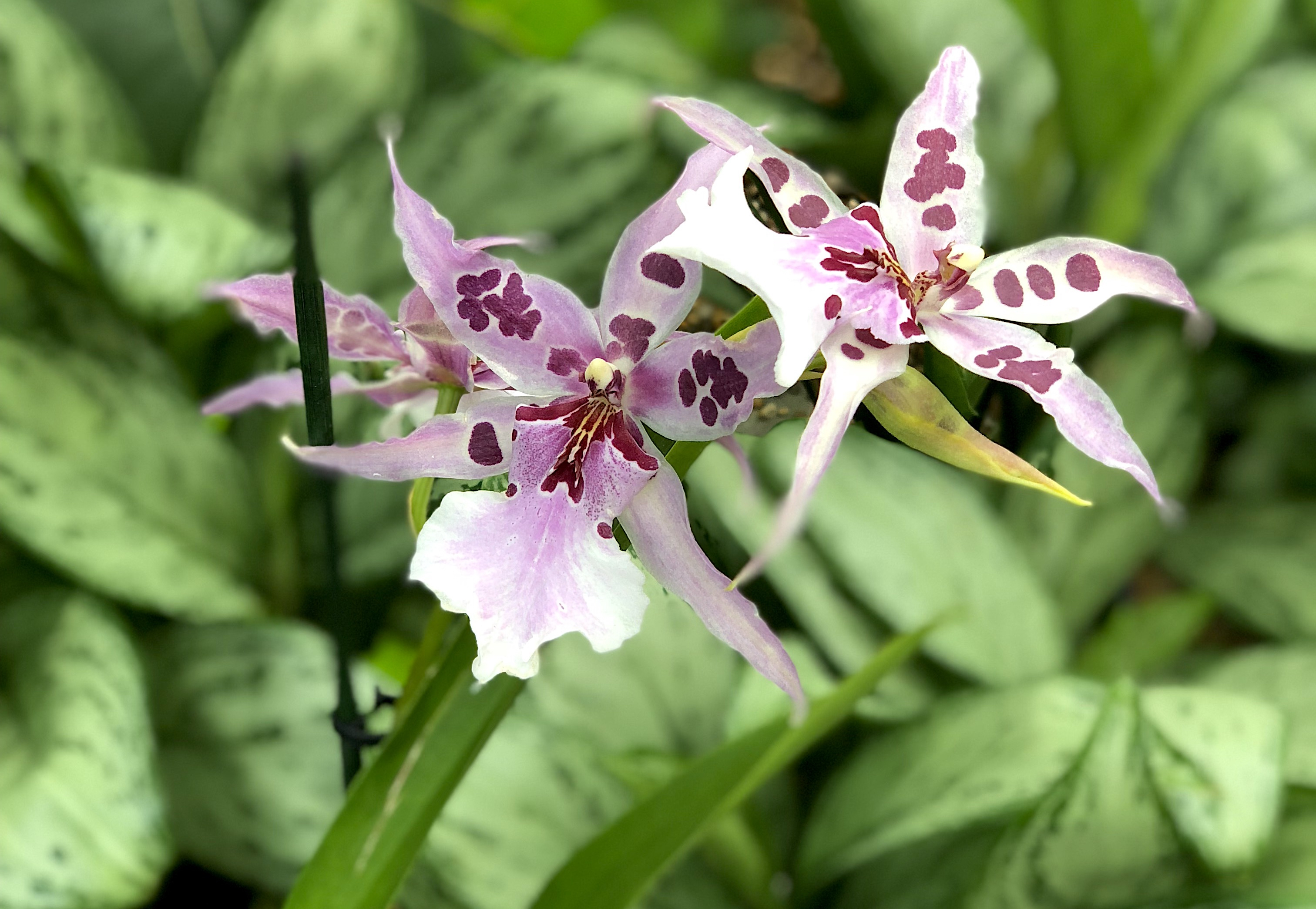 Plant trends 2023 - Orchids