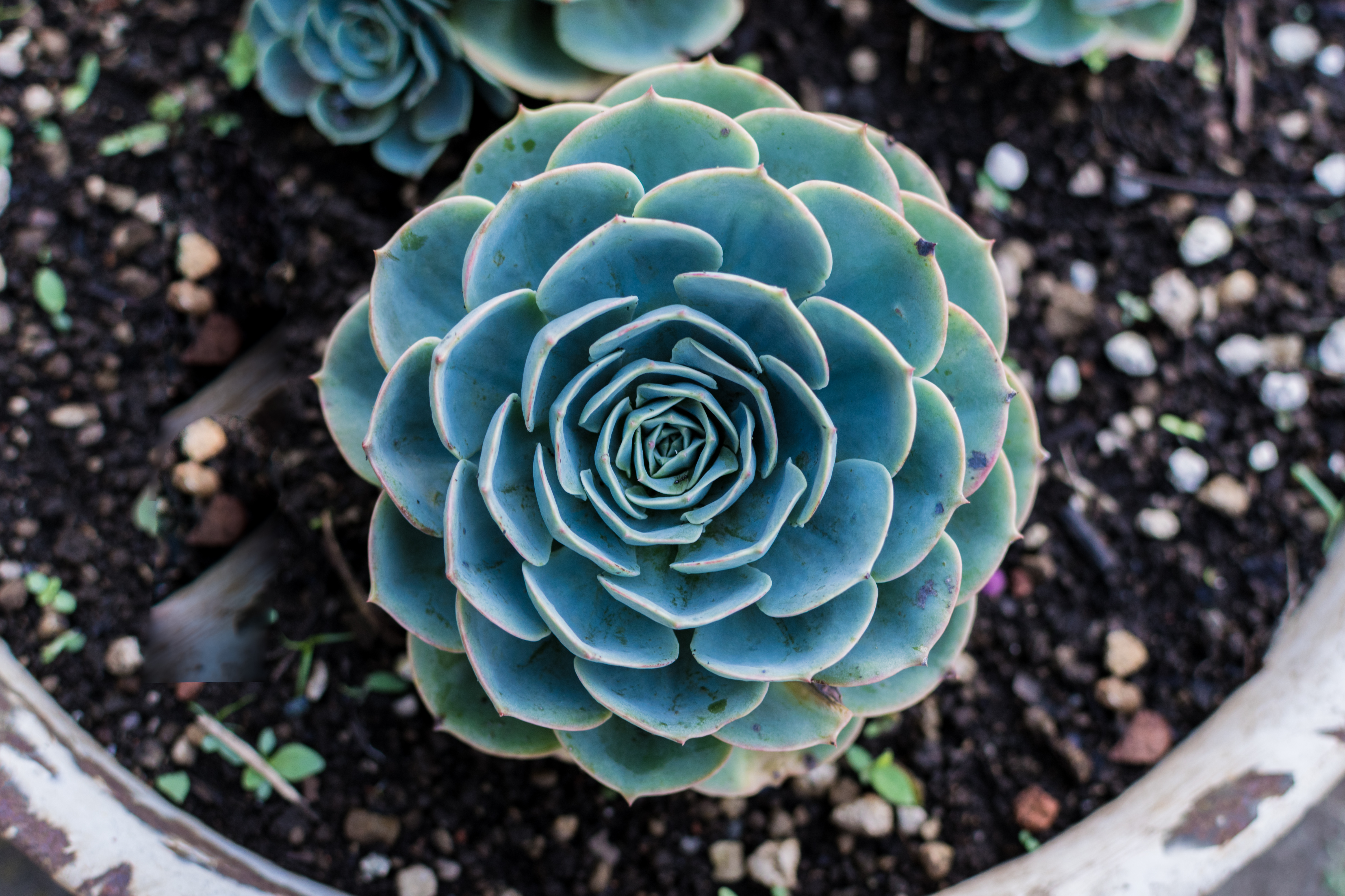 The best way to repot your Echeveria