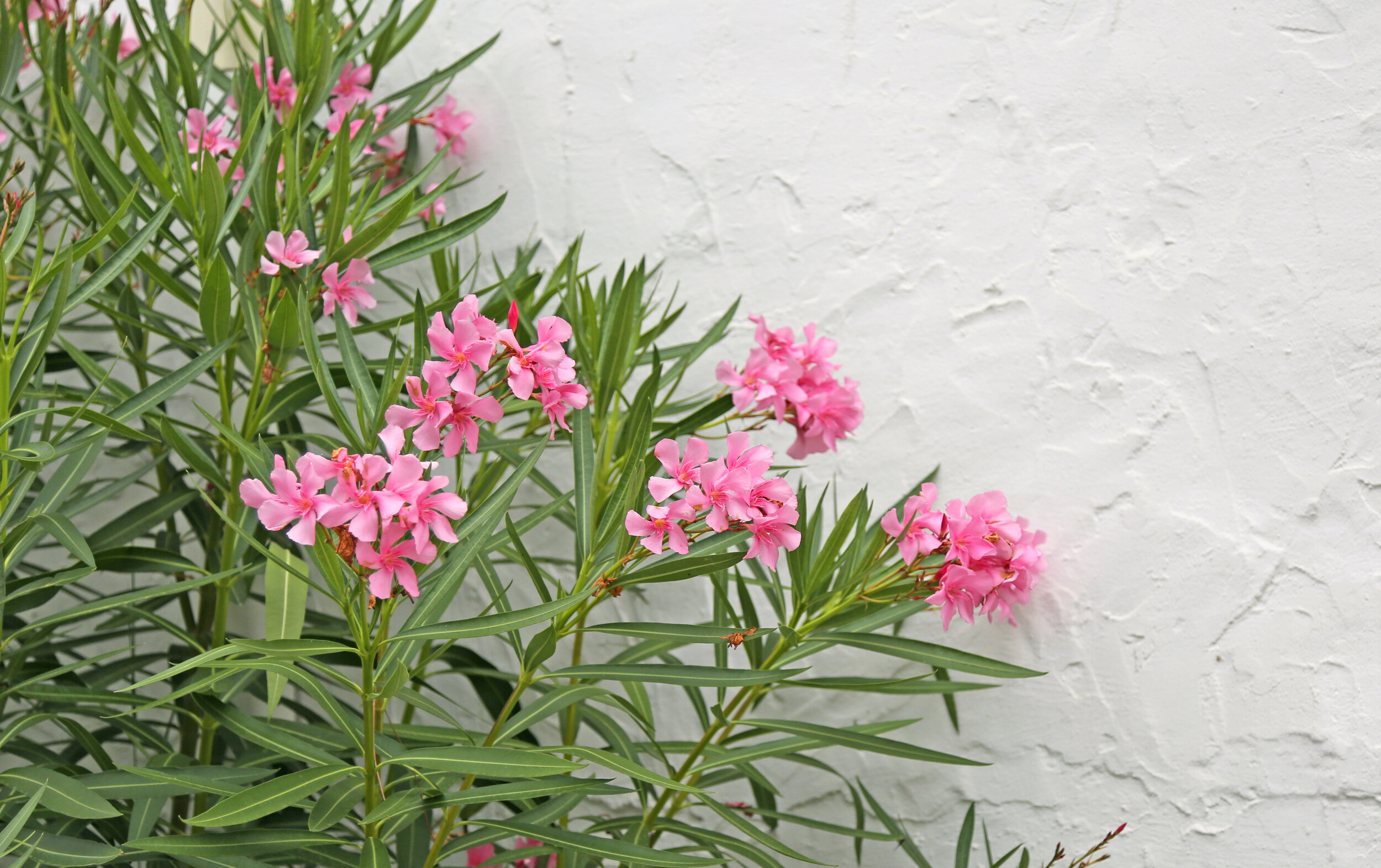 The best way to overwinter your Oleander