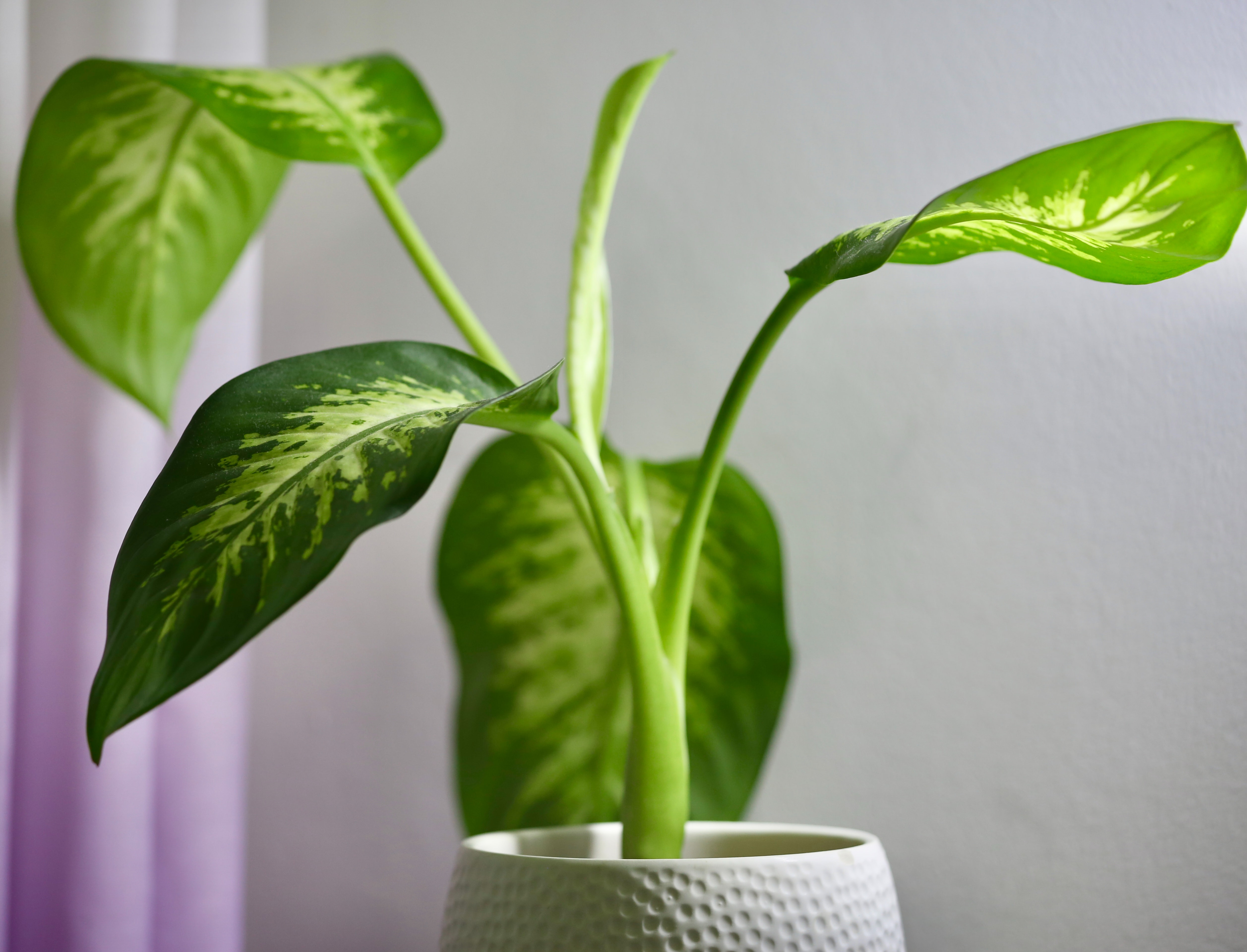 The best way to repot your Dieffenbachia