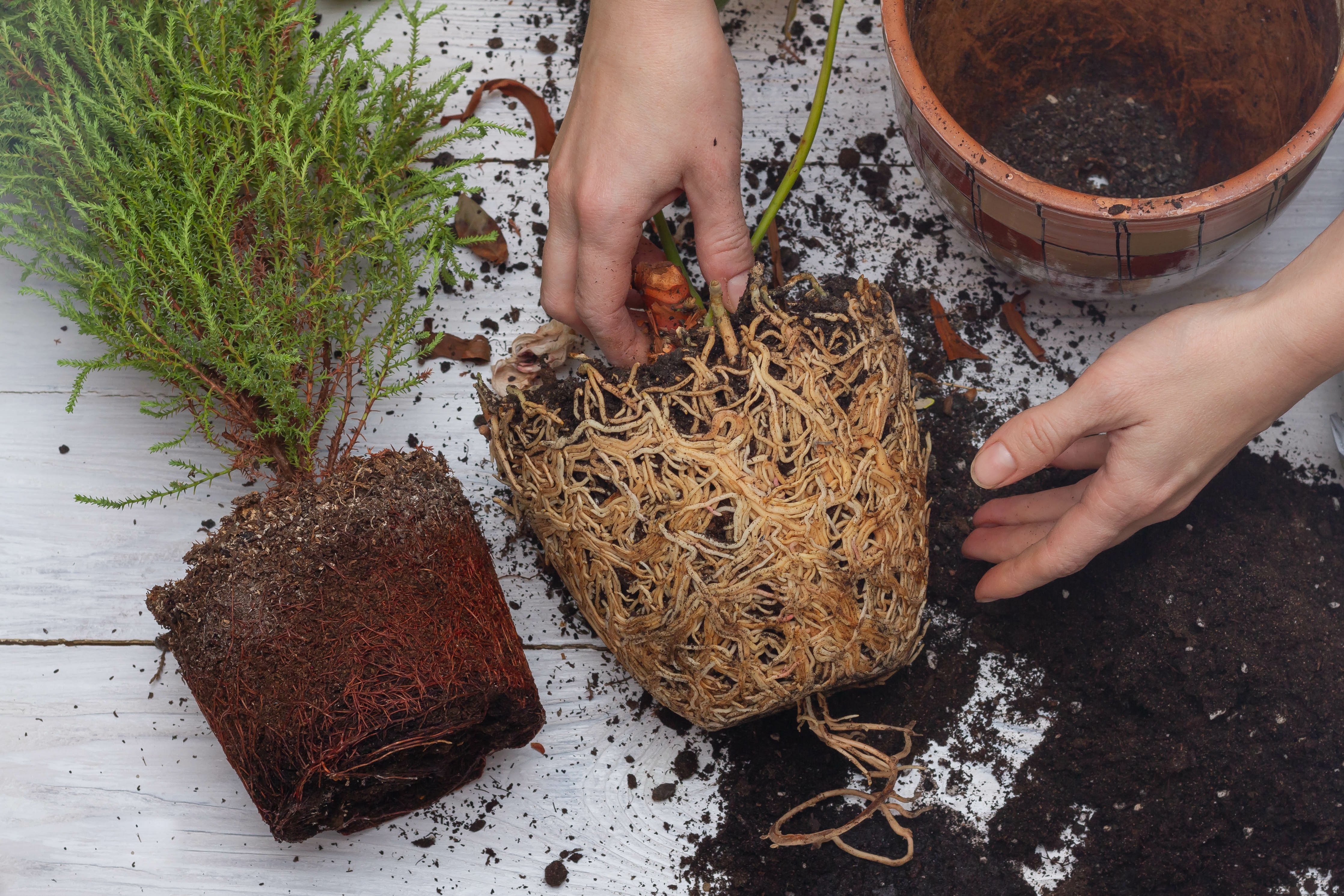 Repotting