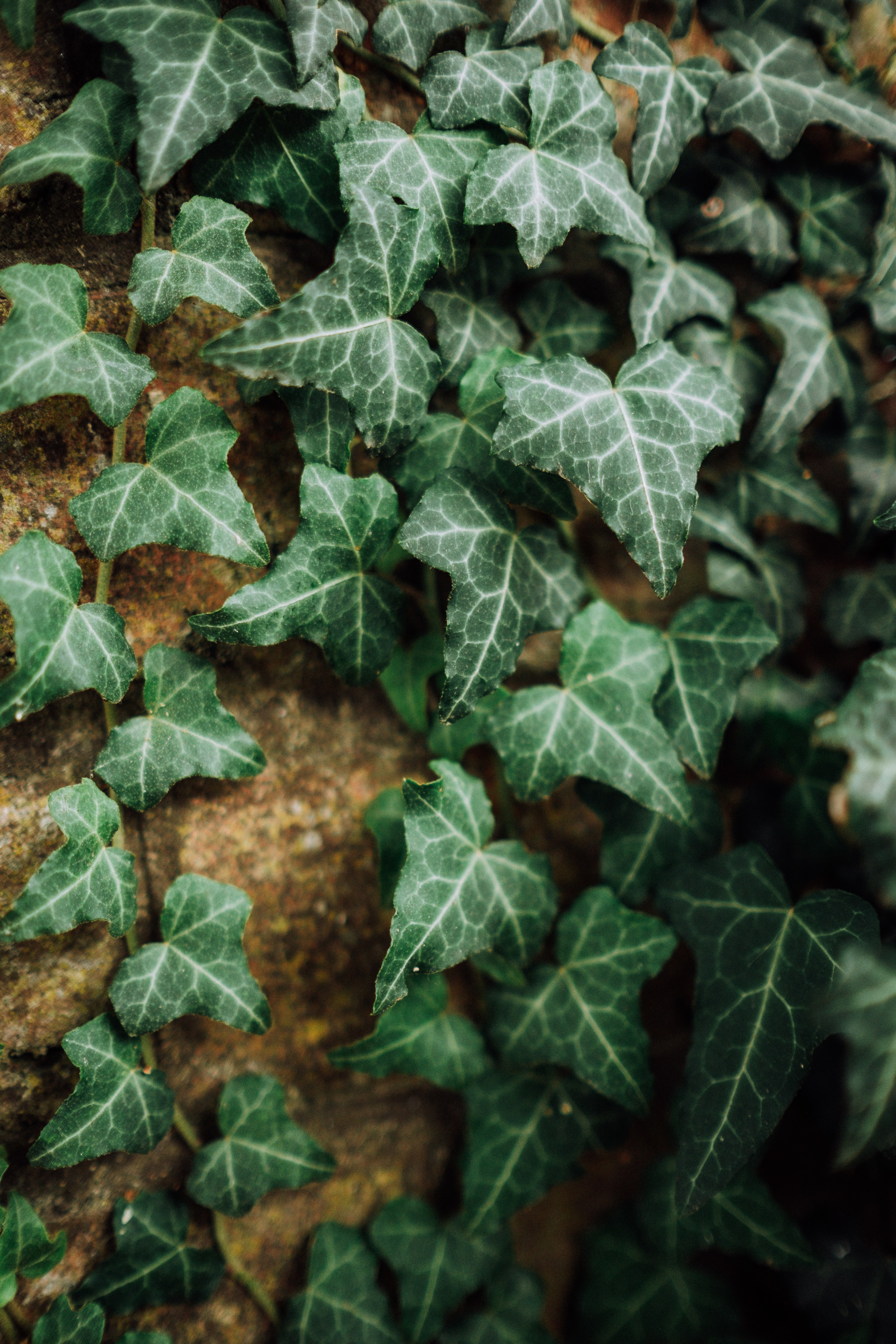 aerial roots ivy