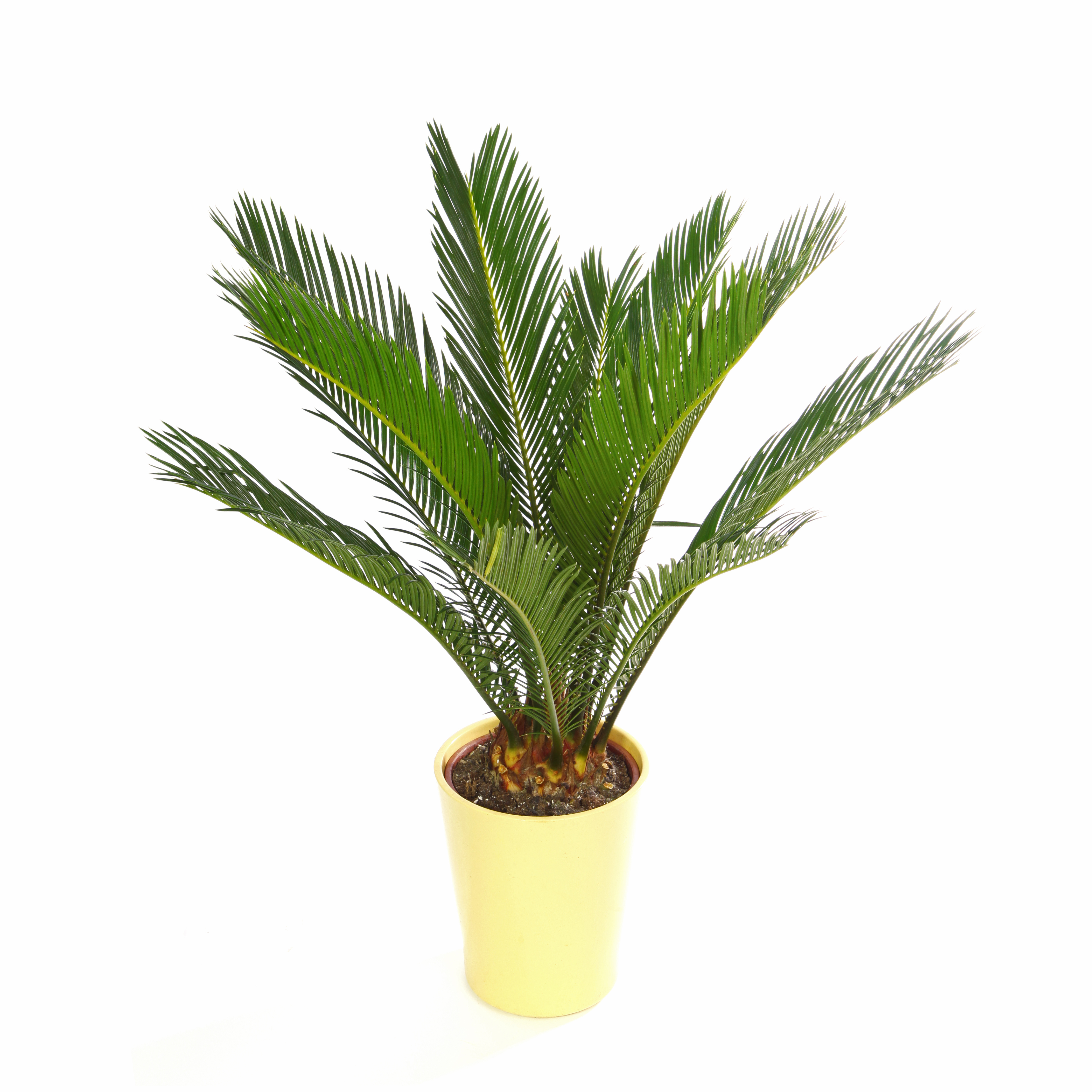 Sago Palm