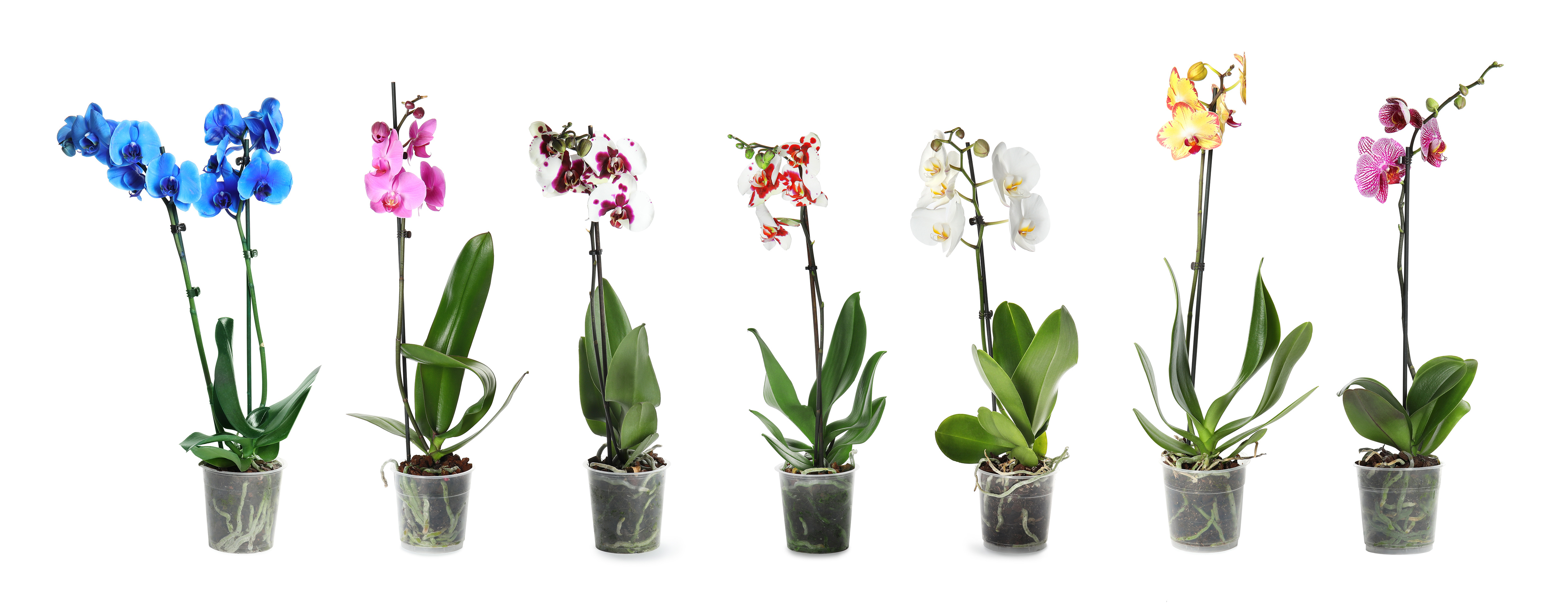 How to fertilize Orchids