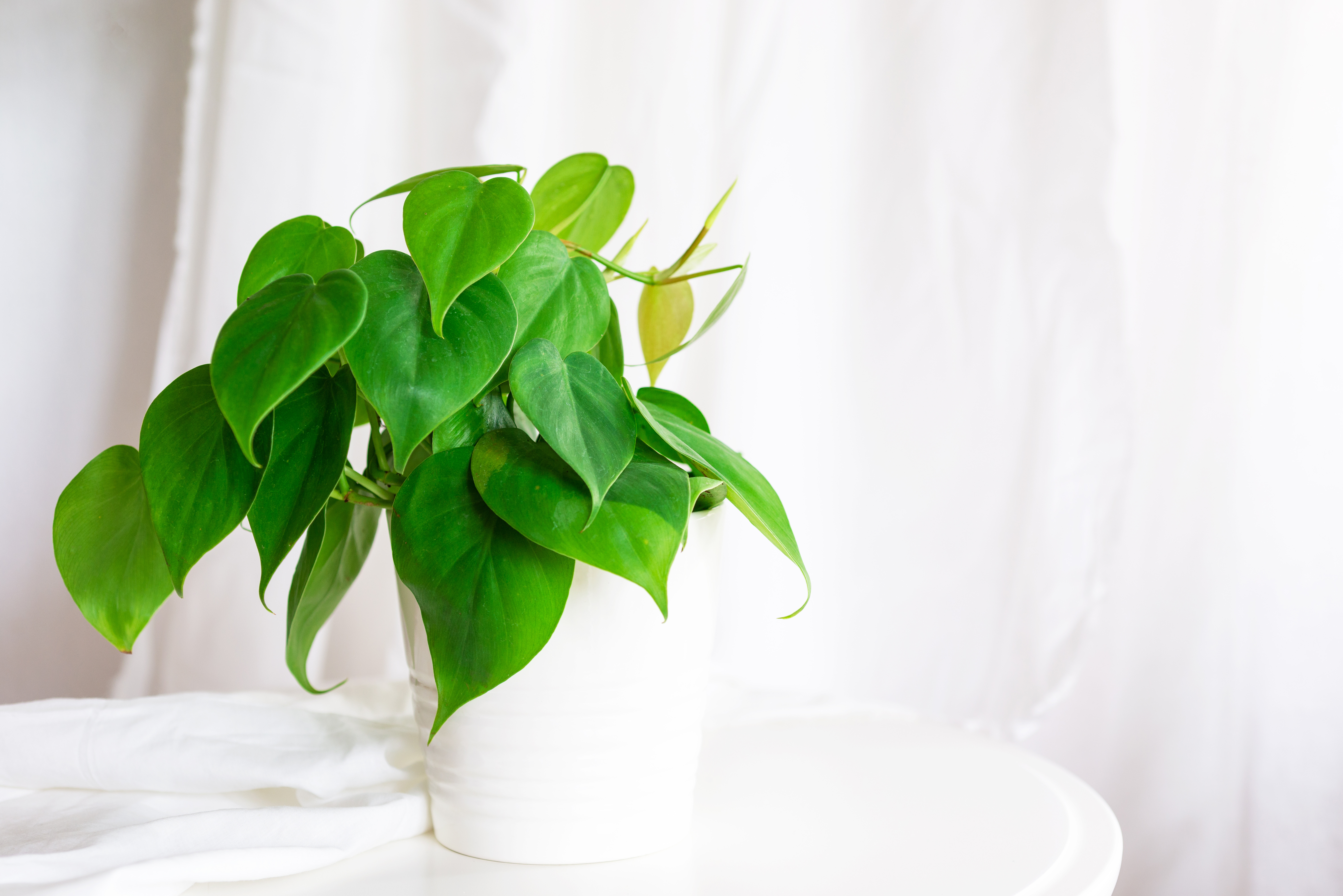 Heart Leaf Philodendron