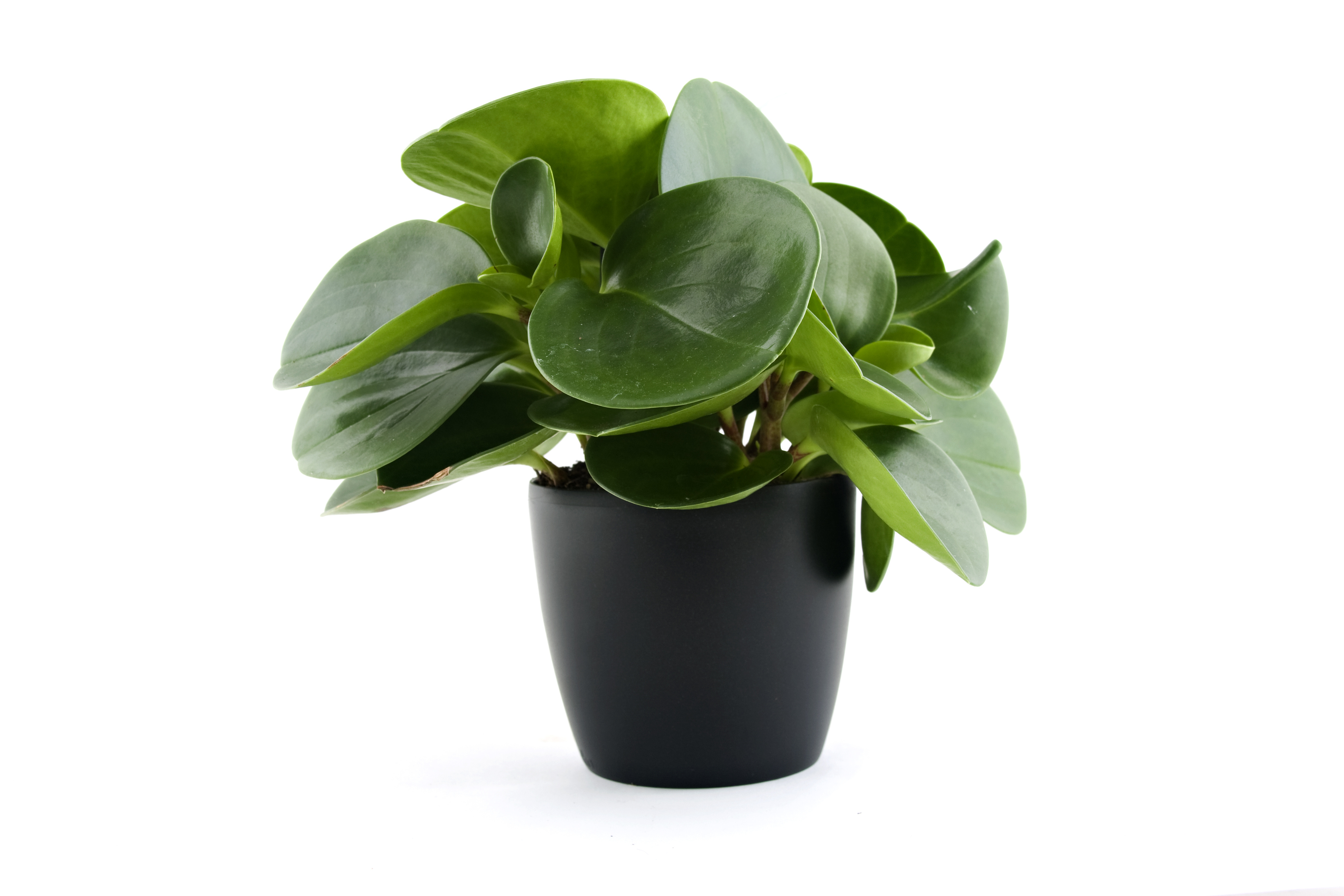 American Rubber Plant