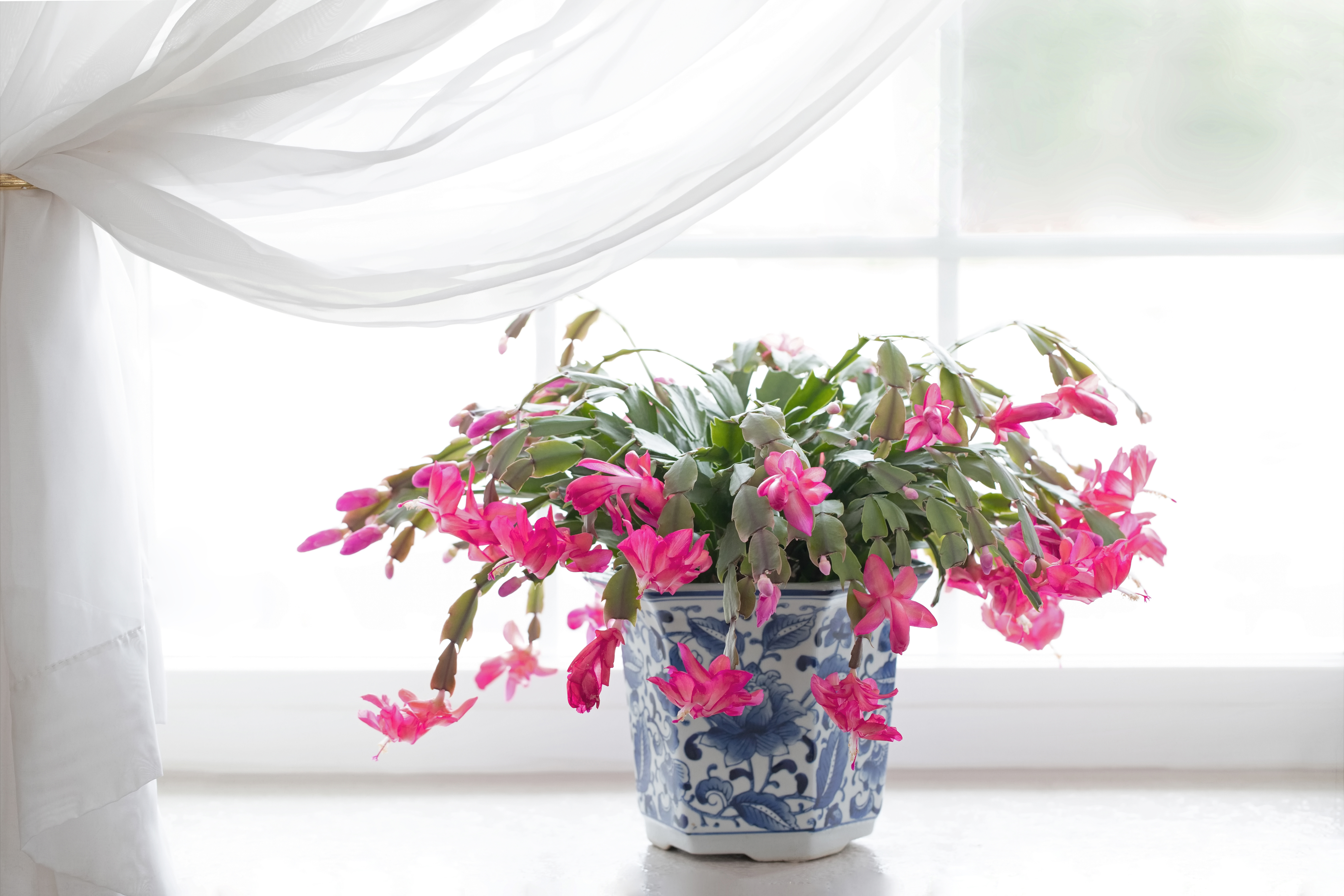 Christmas cactus