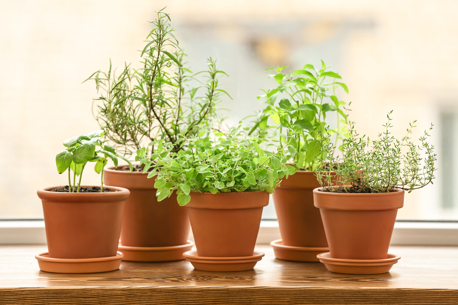 The Best Way to Water Your Herbs