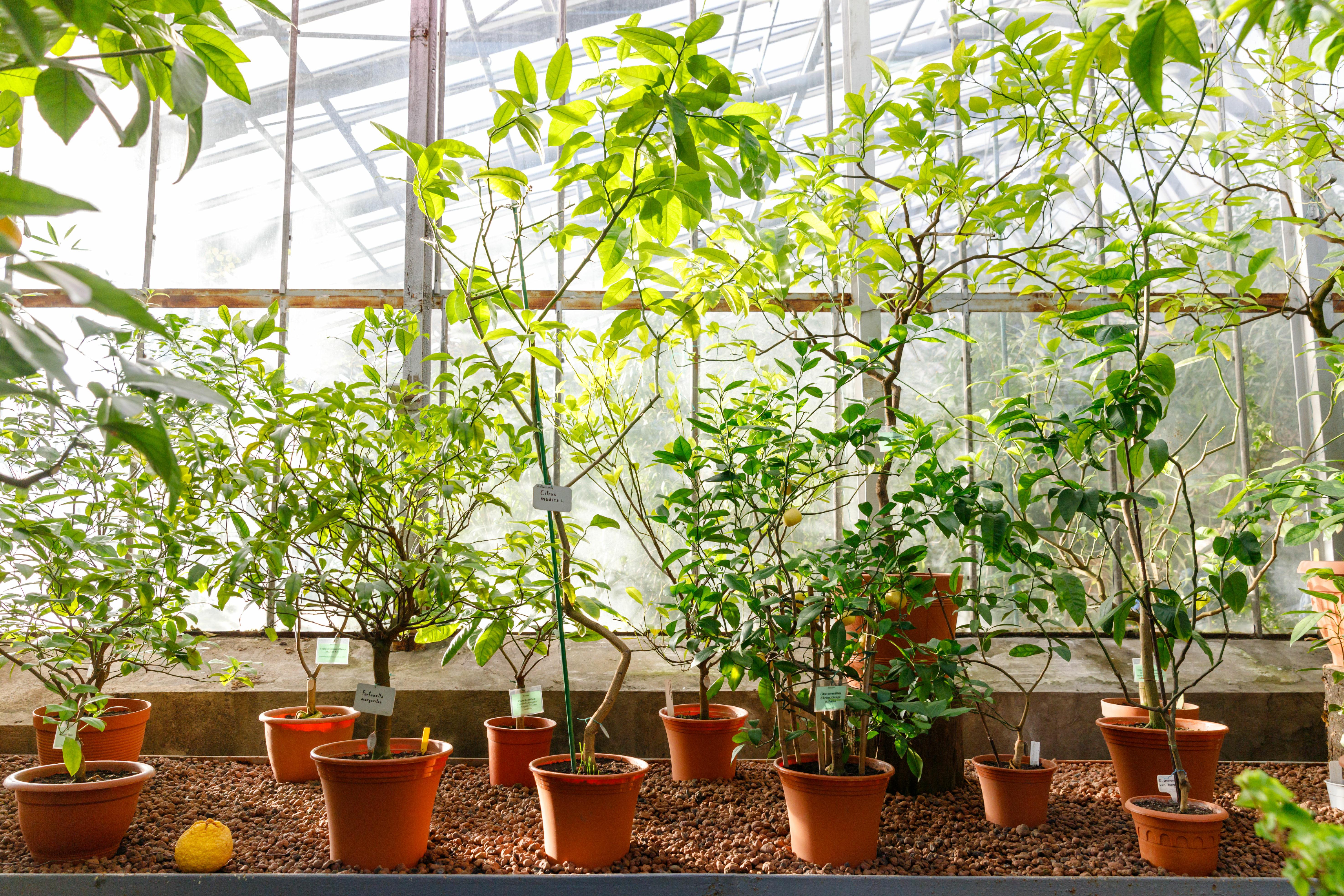 植物の冬越し