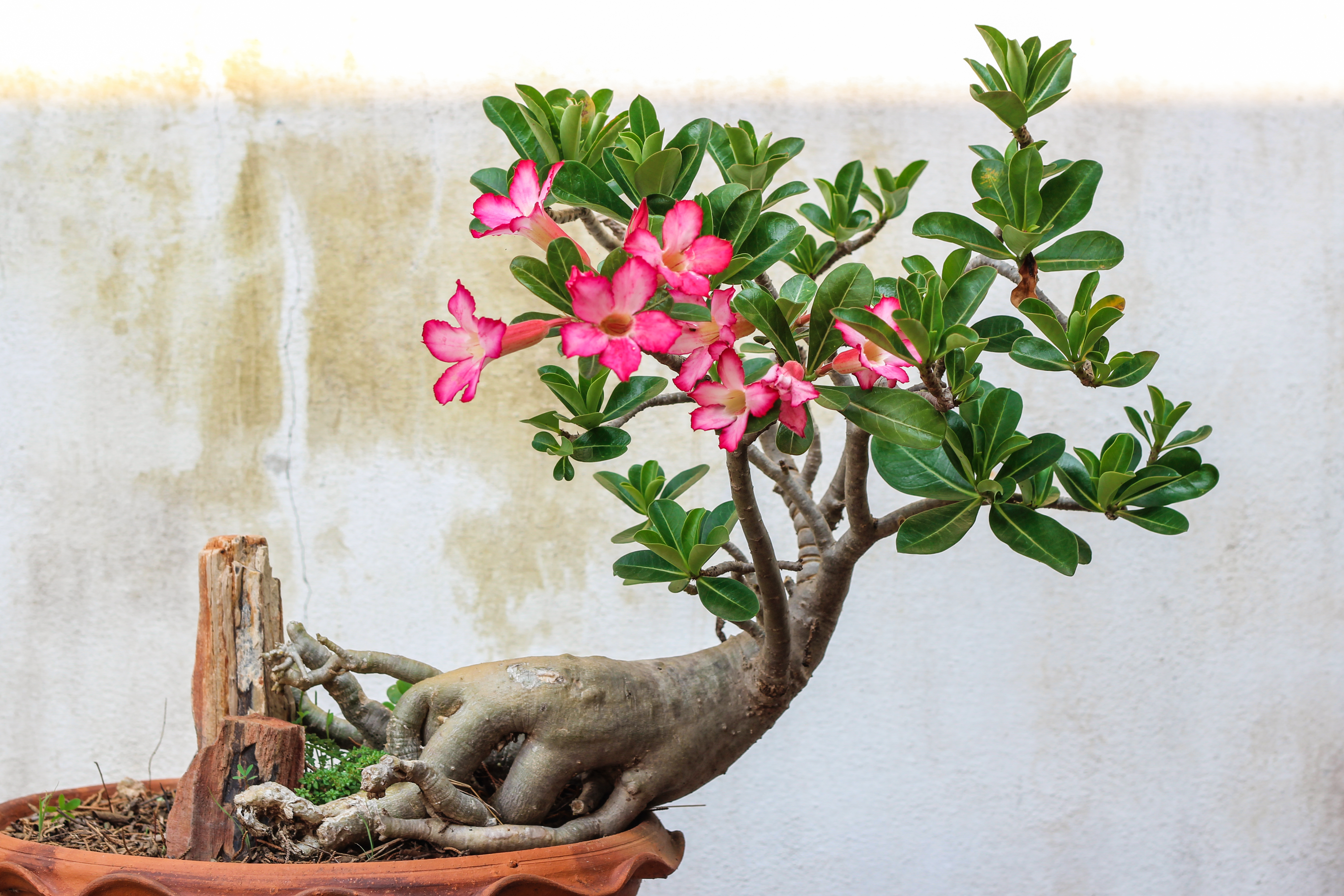 The Best Way to Water Your Desert Rose