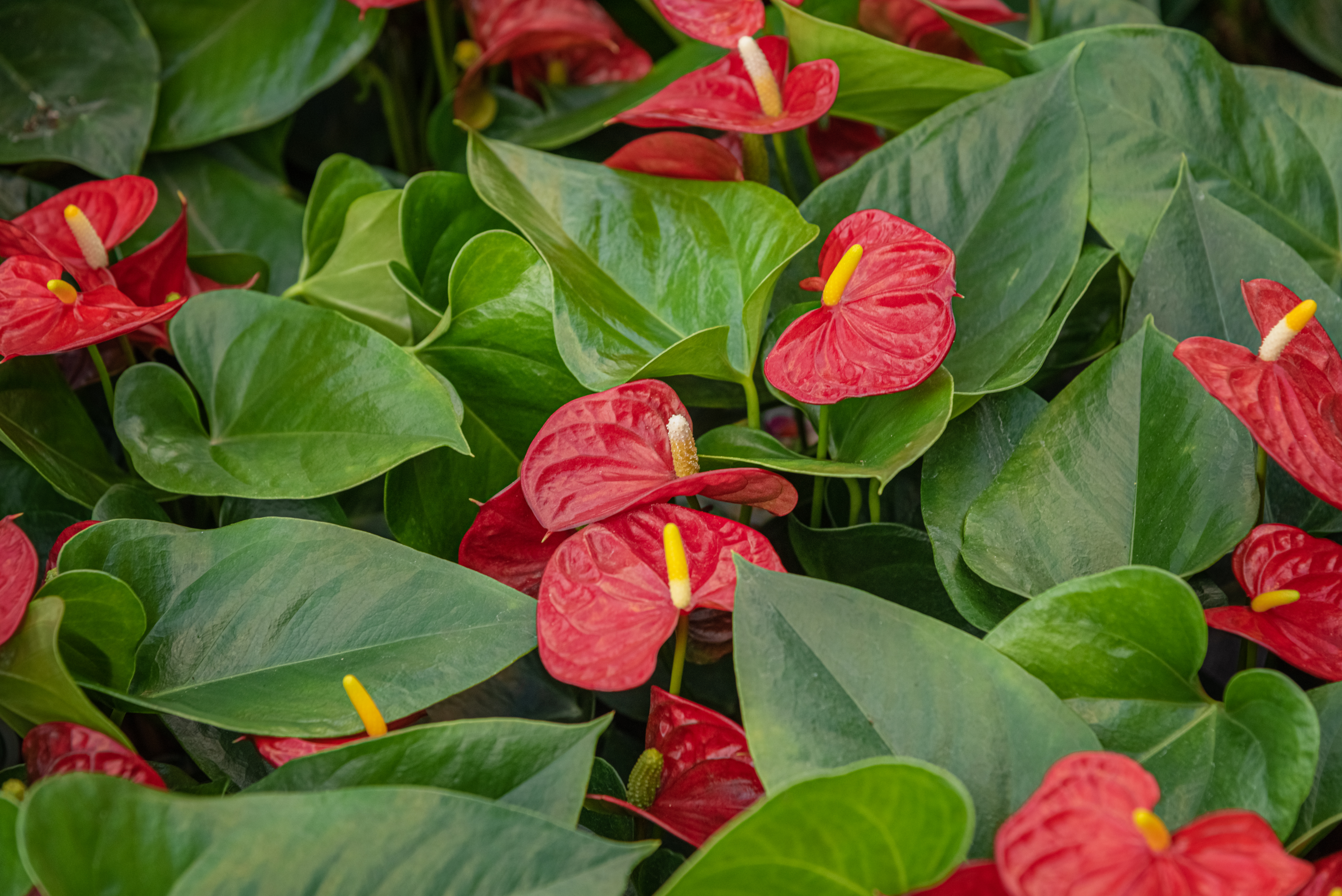 Flamingo Flower 2