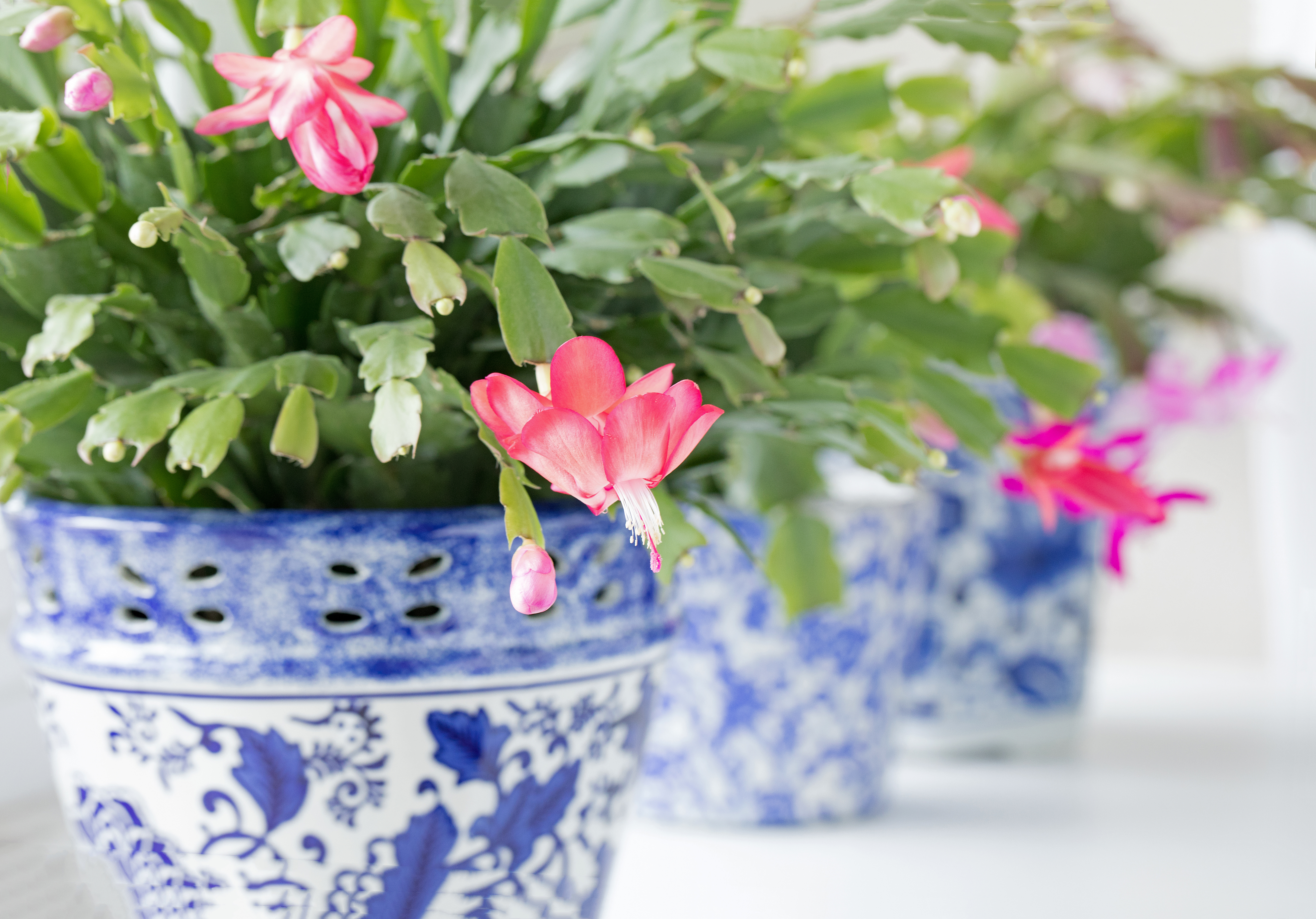 The Best Way to Water Your Christmas cactus