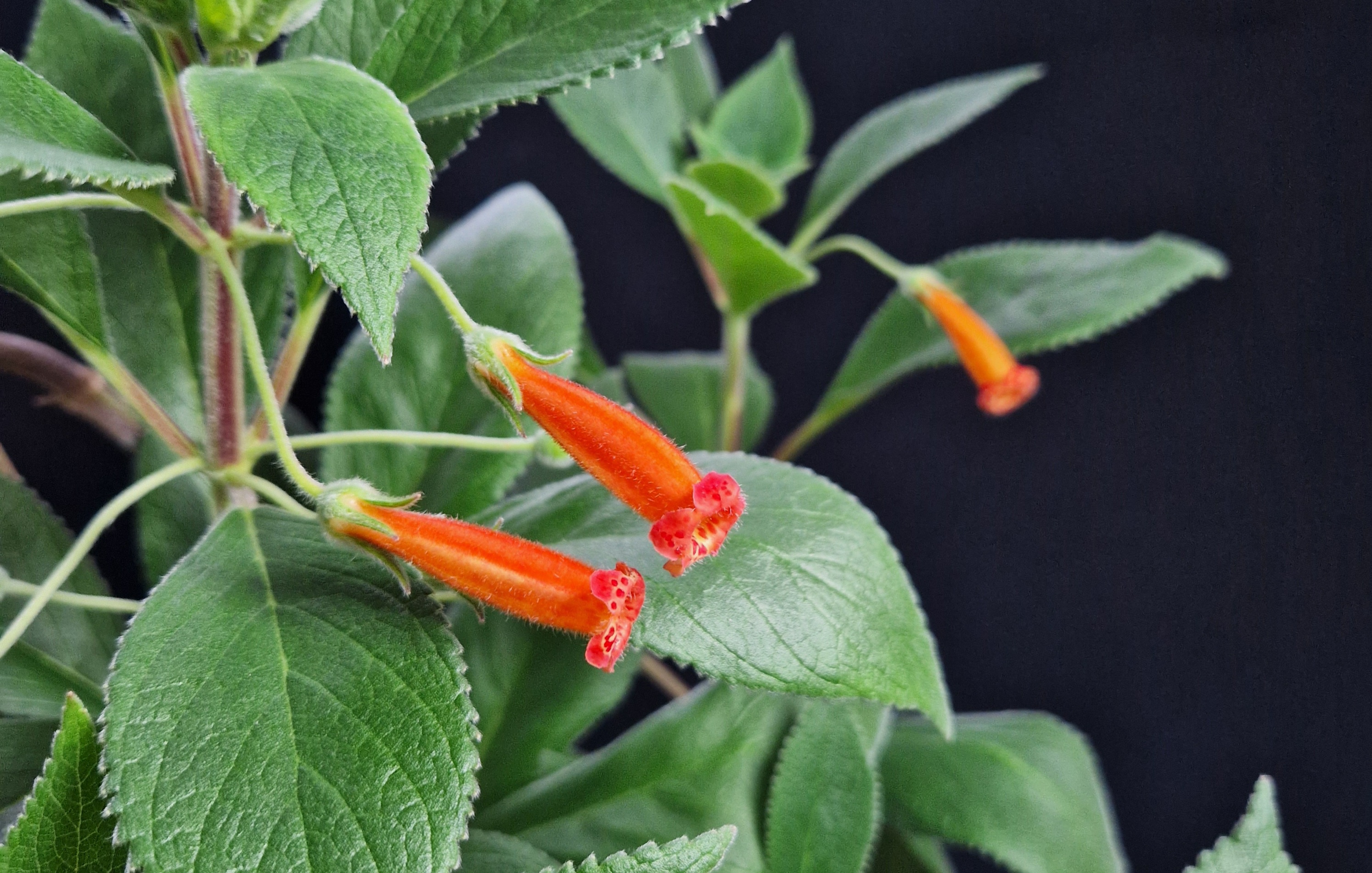 Kohleria hirsuta