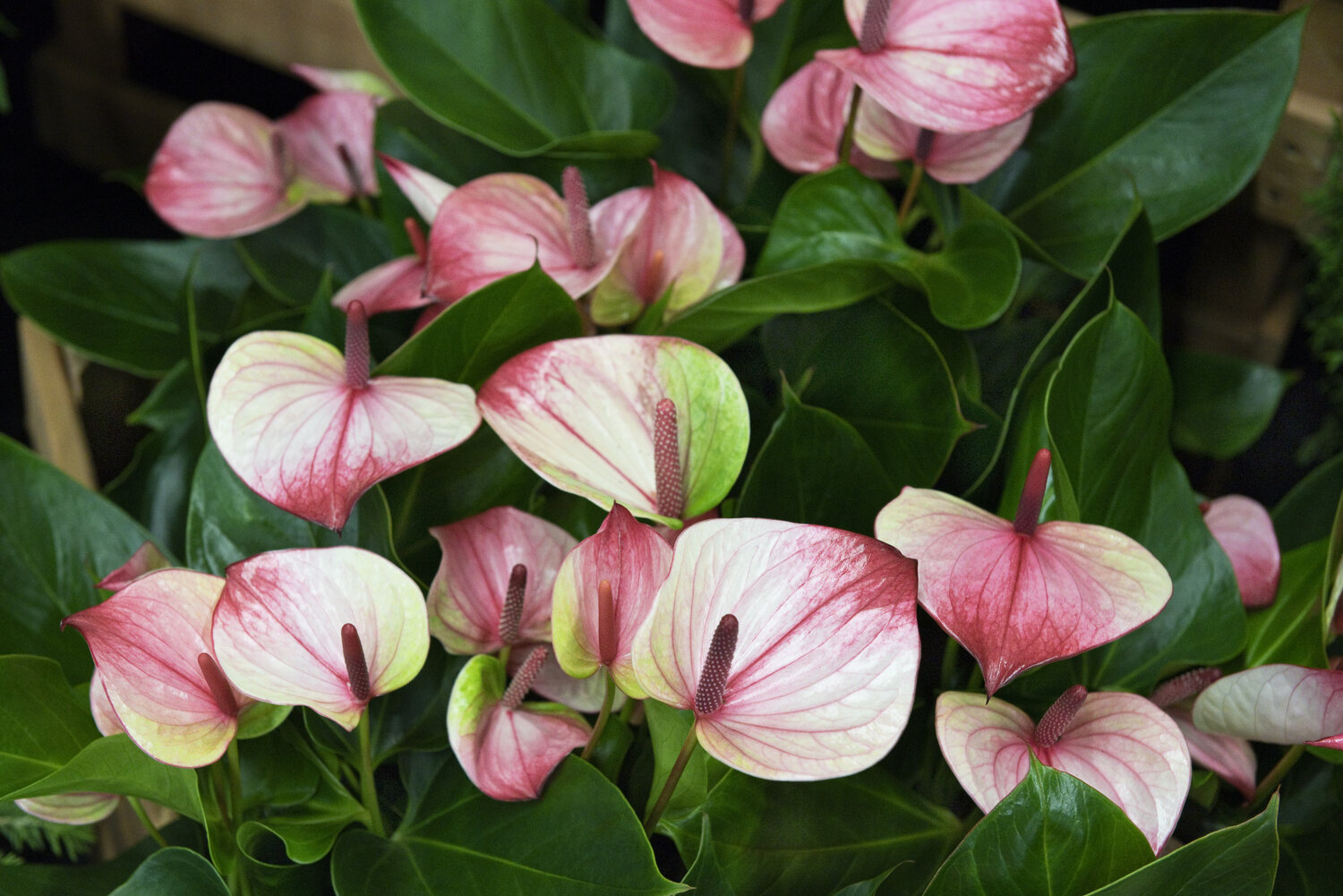 Anthurium watering 2