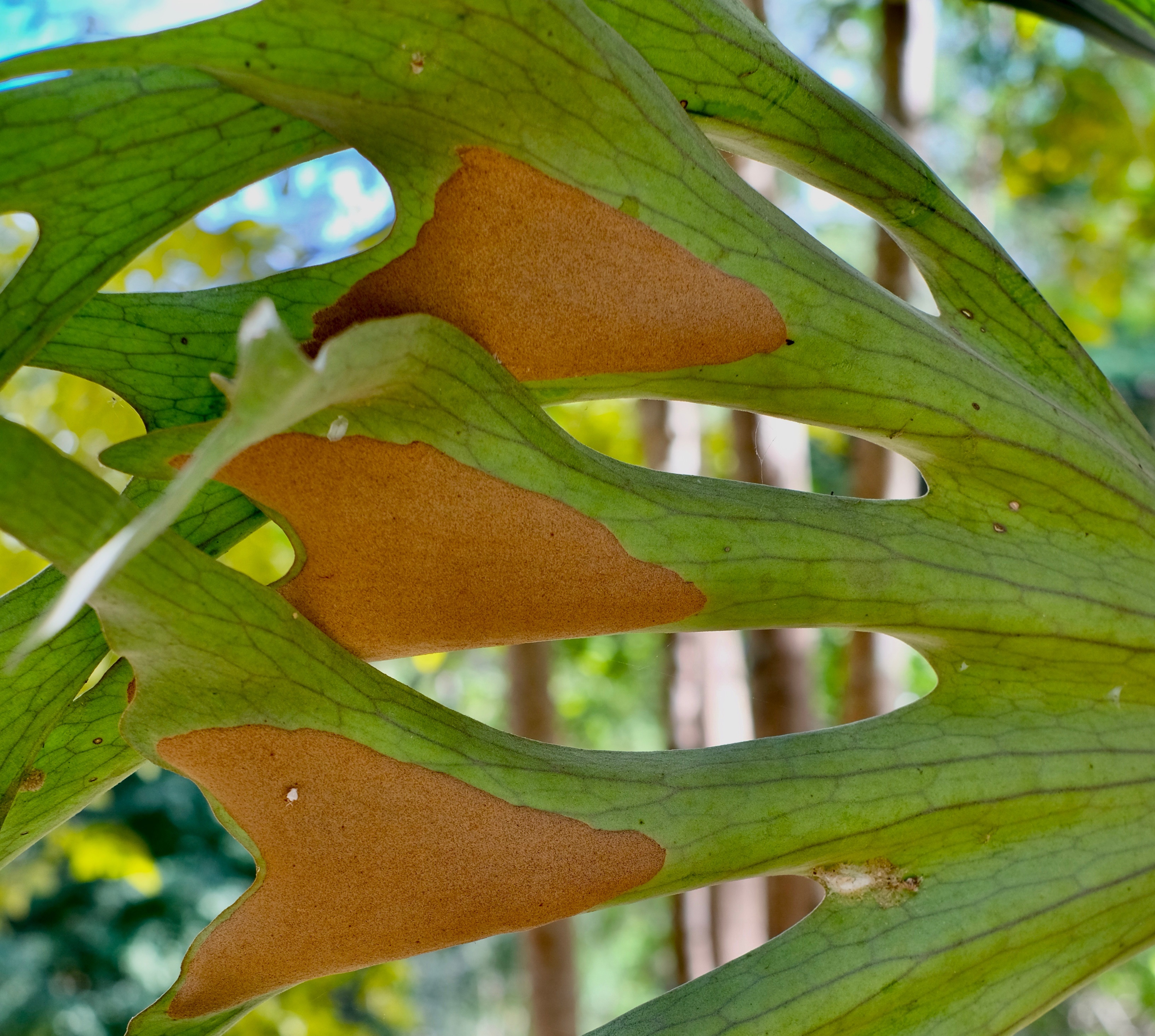 spores platycerium fern