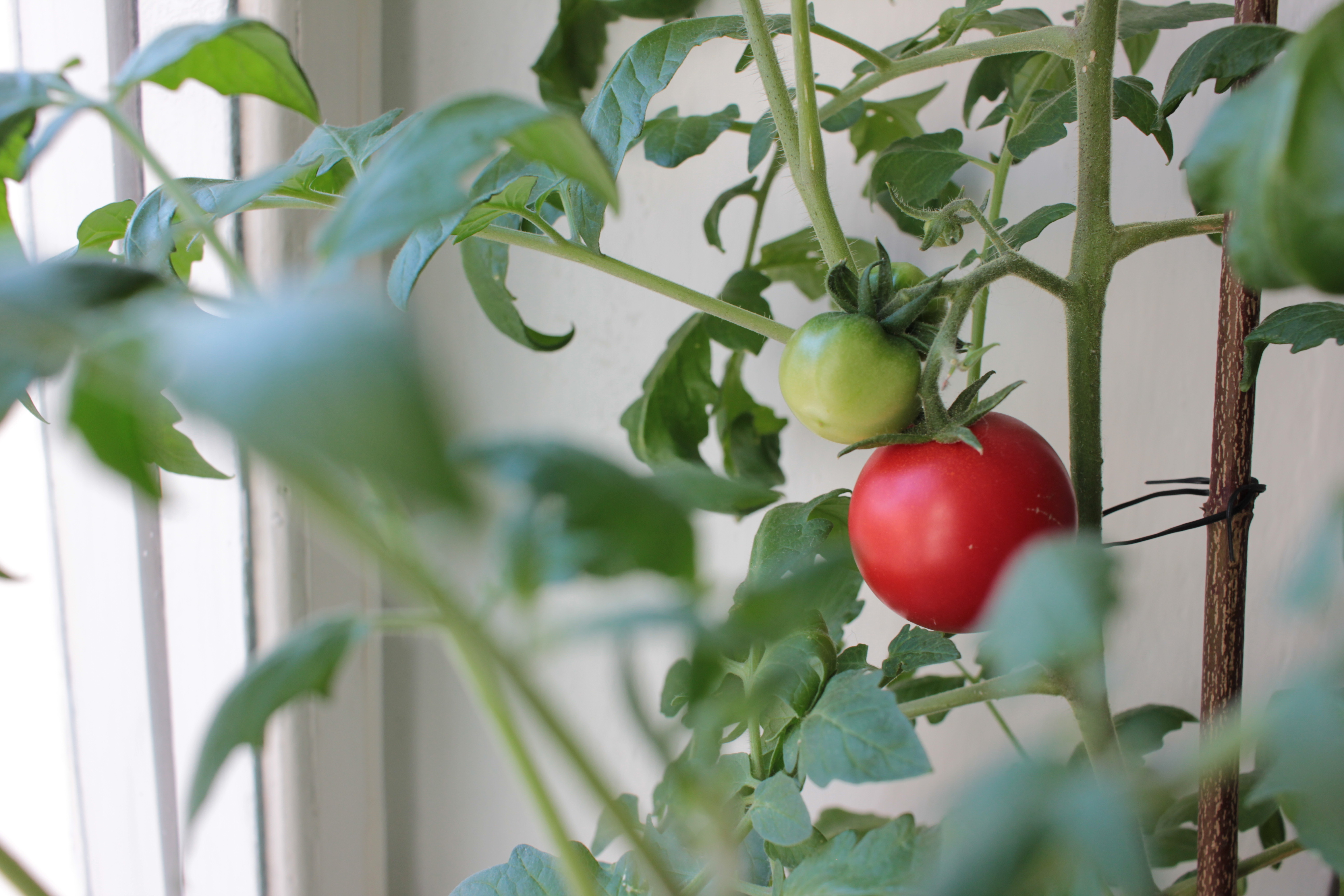 Grow fruit and veggies indoors!