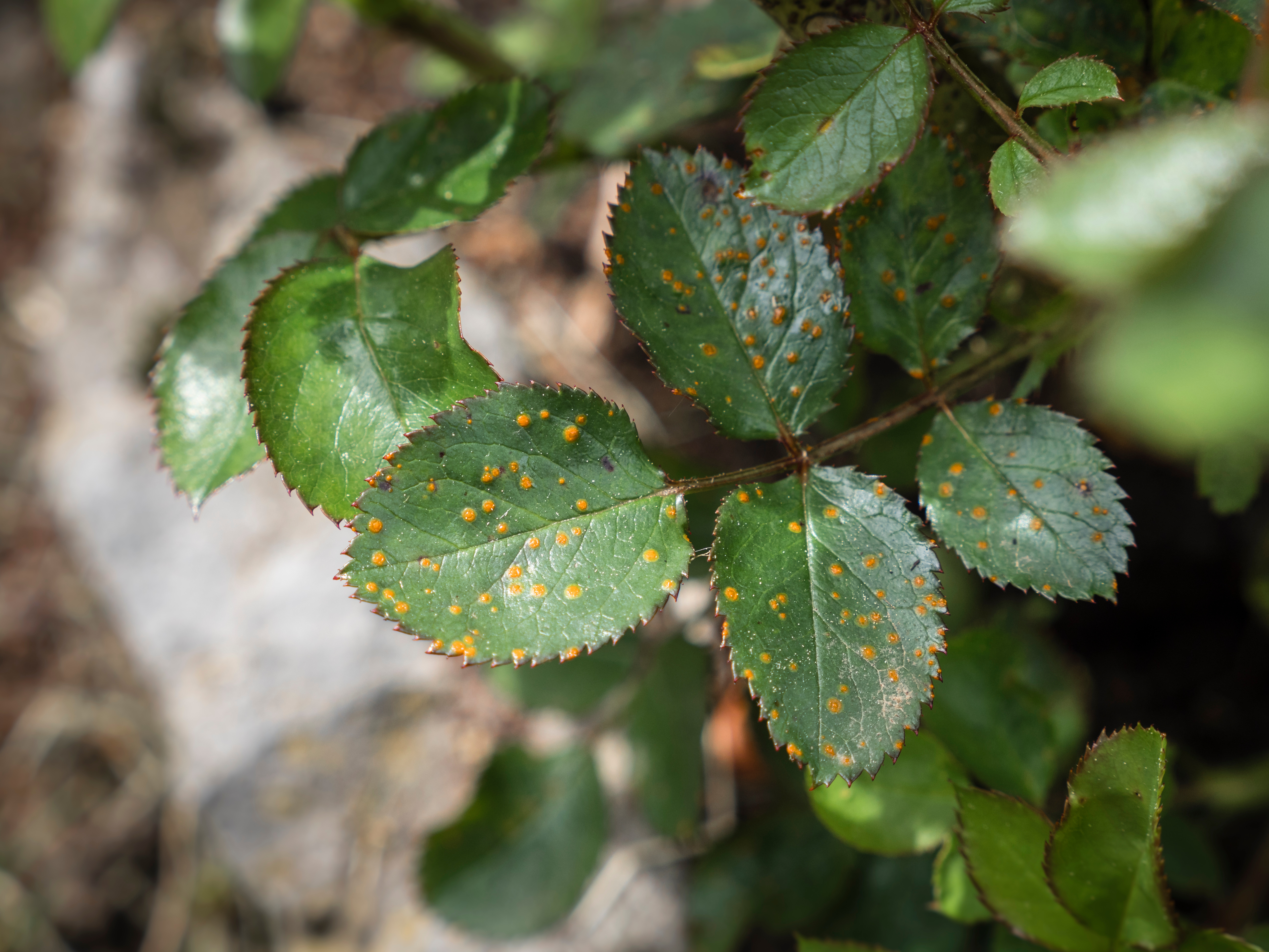 Phragmidium rose rust