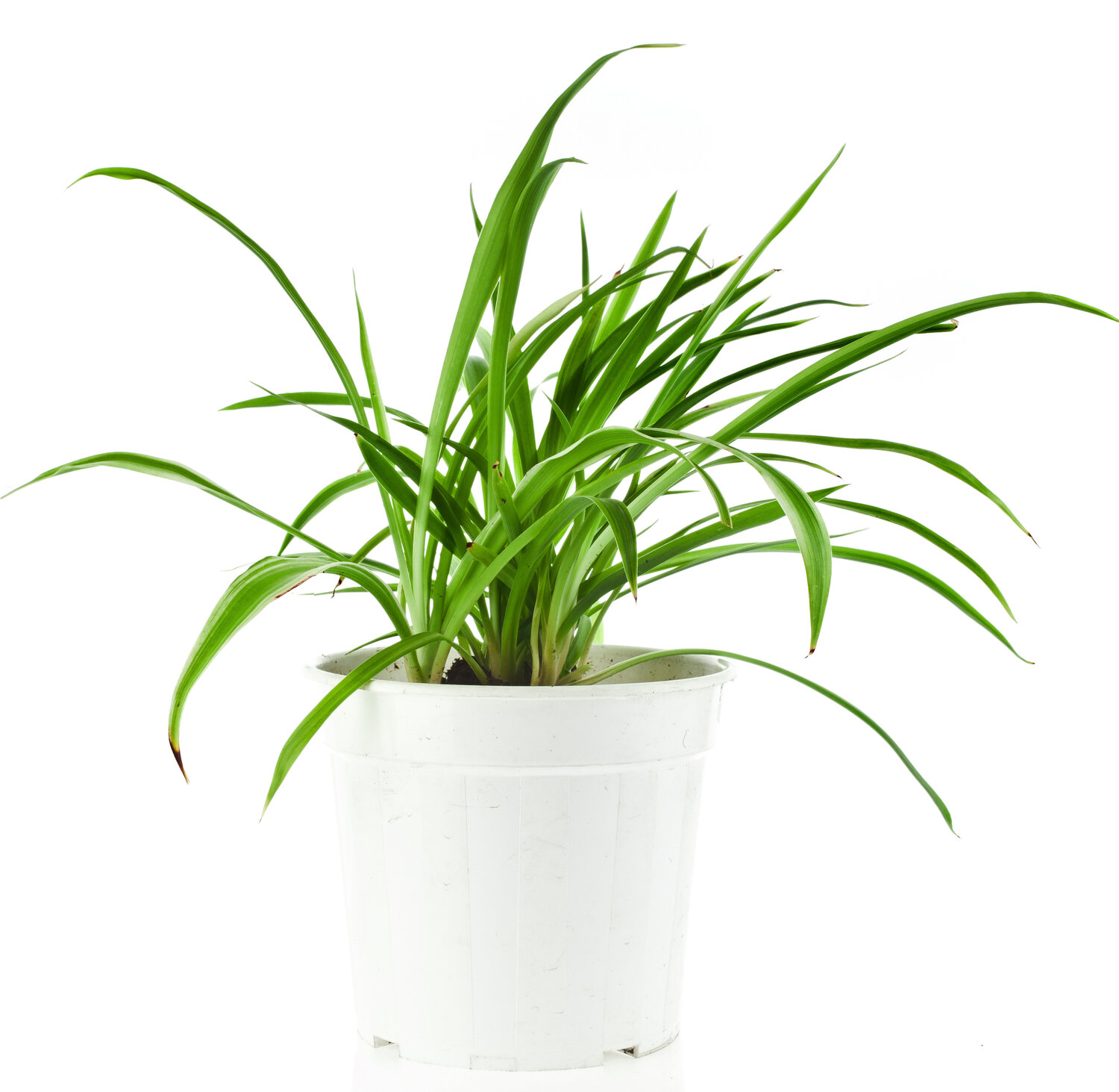 Spider plant watering 2