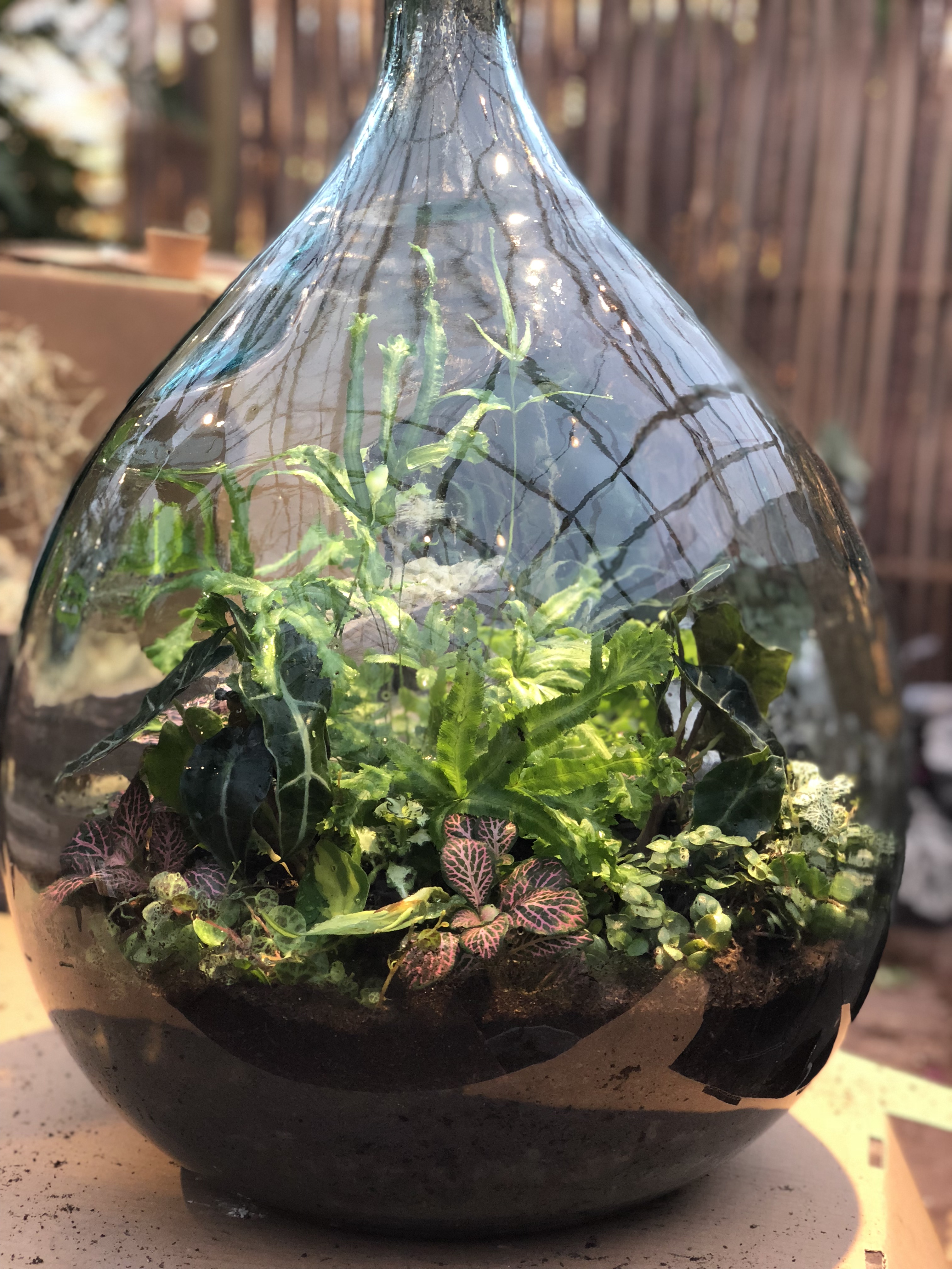 Terrarium Bulle de Nature Pagoda en verre transparent avec bouchon liège  Naturalys taille L - Ø 34 x 43 cm : Terrariums déco BULLE DE NATURE maison  - botanic®