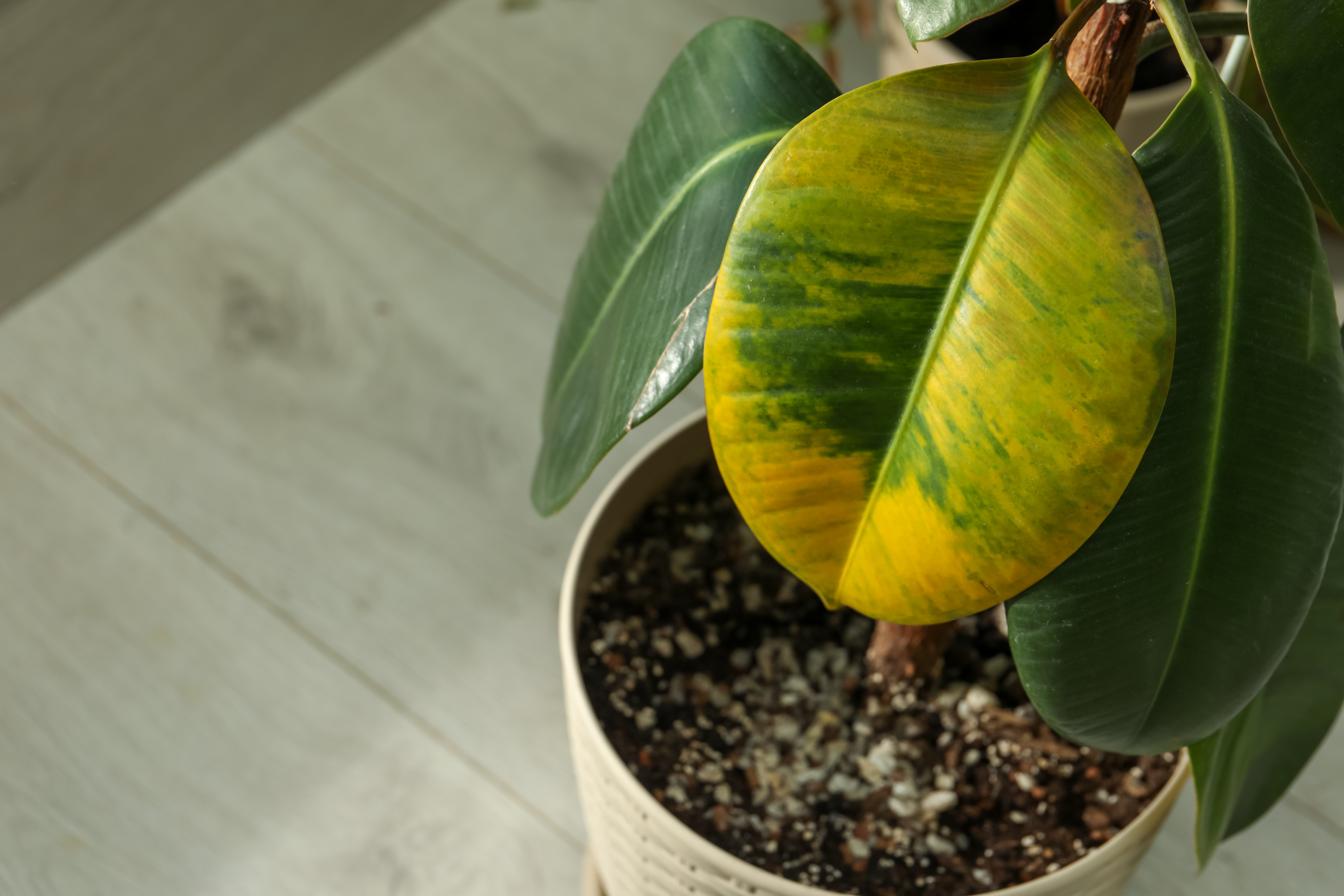 Ficus elastica yellow leaf drooping