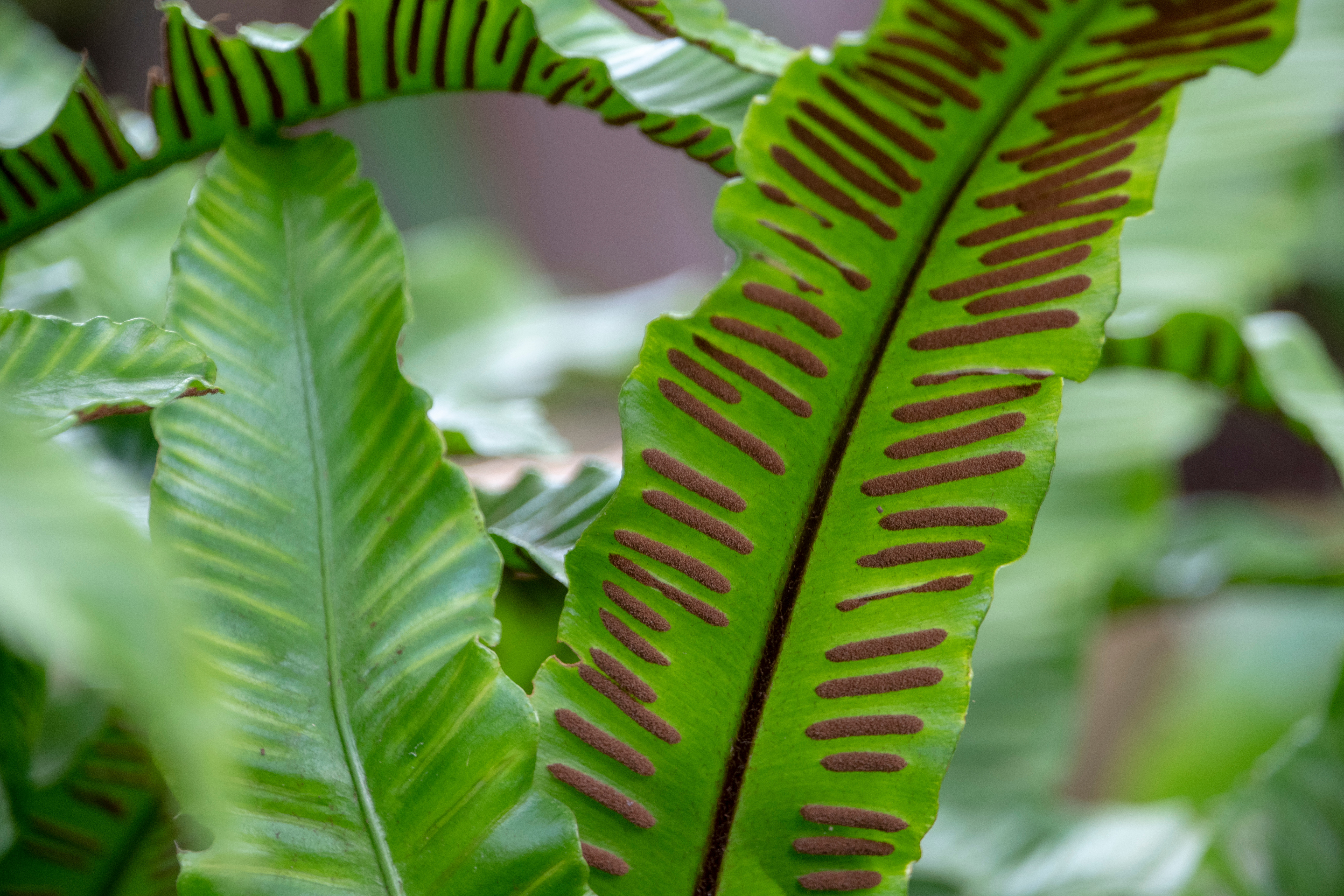 Spores fern asplenium