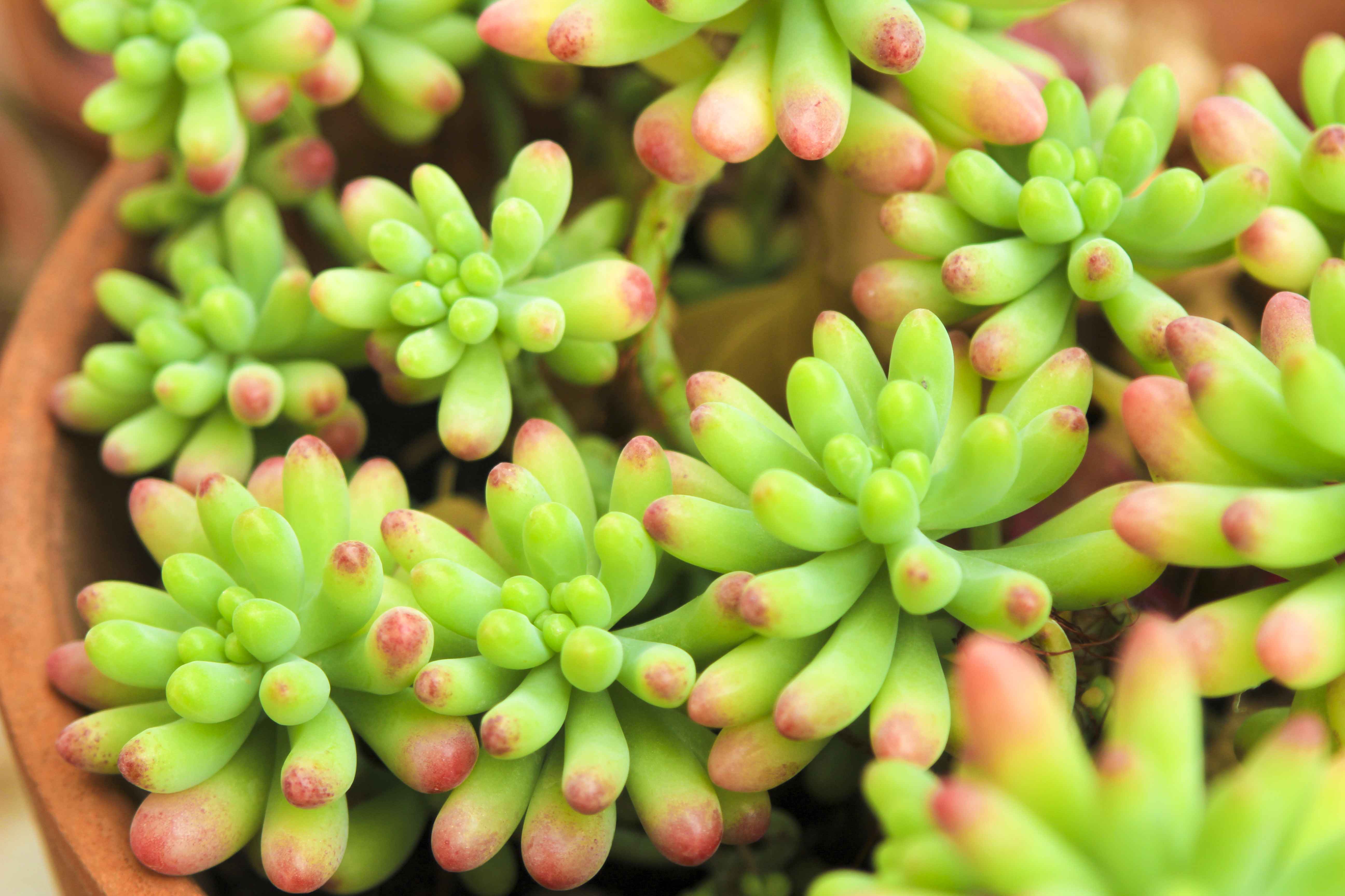 Jelly Bean Plant (Sedum rubrotinctum)