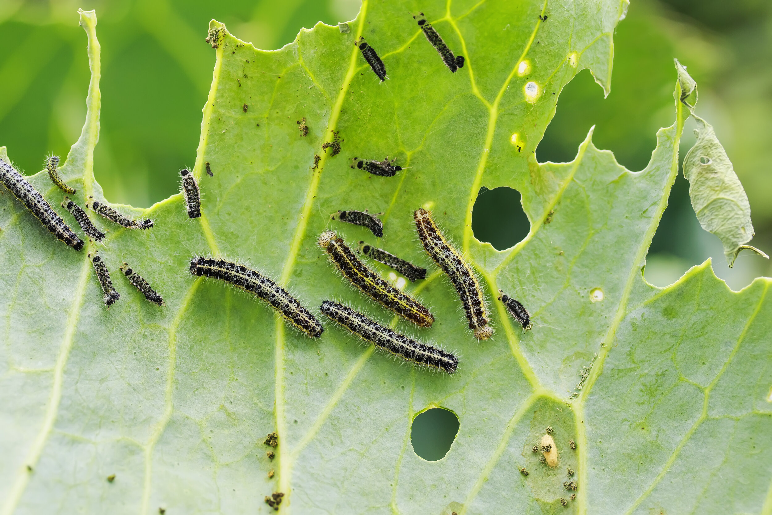 Larvae