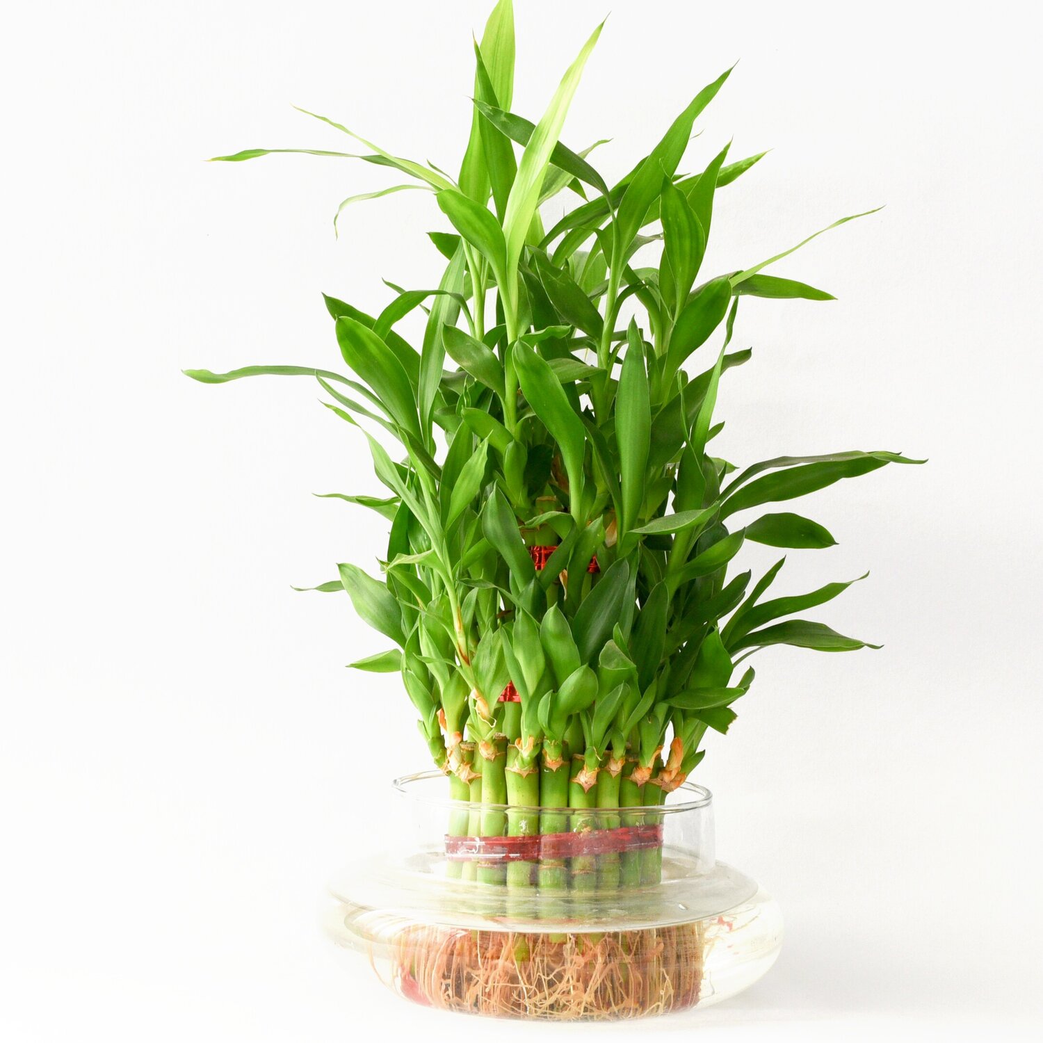 bamboo plants in water