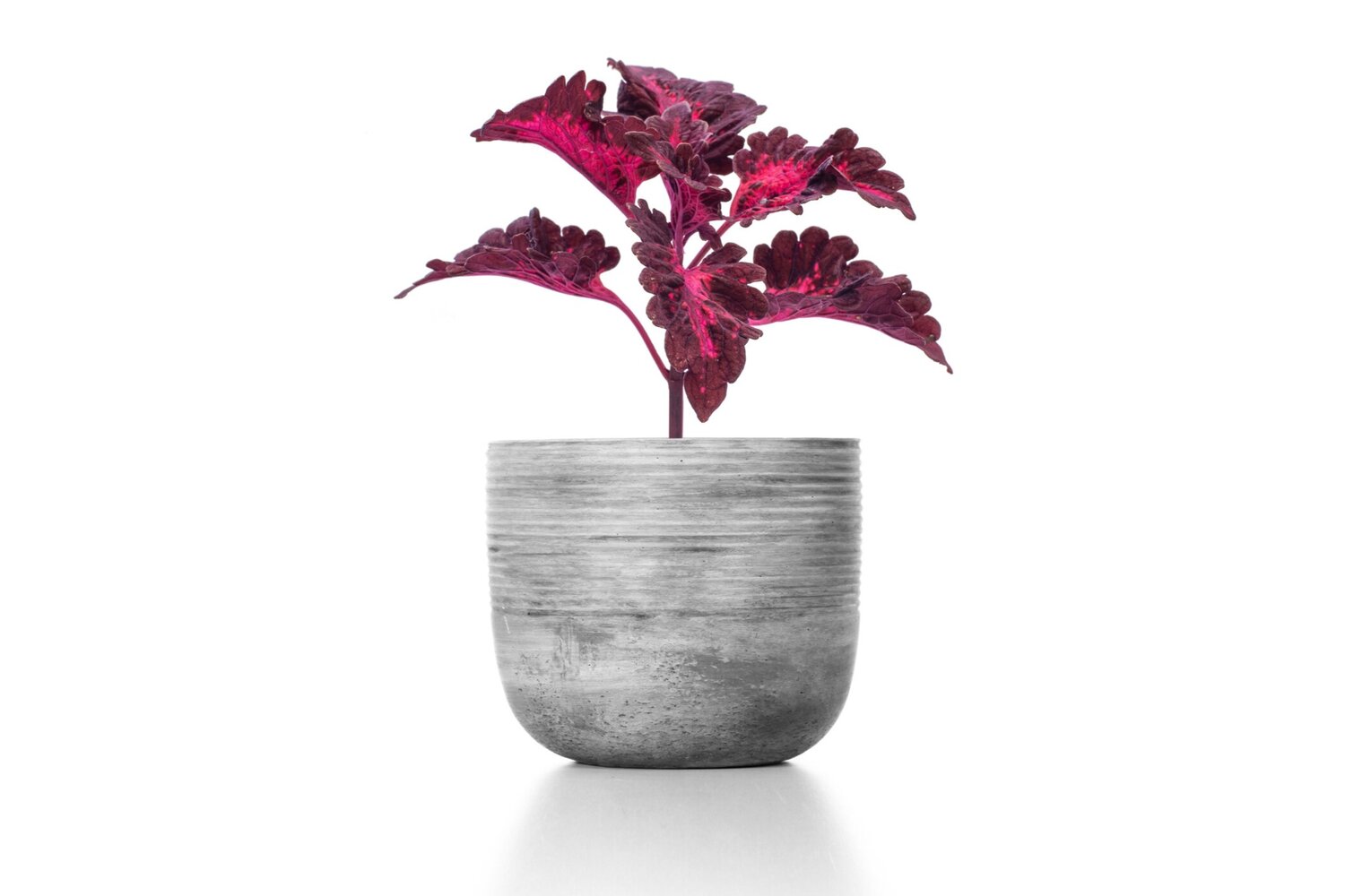 Coleus Watering 1