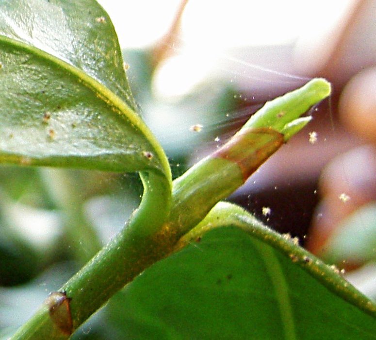 Spider mites 3