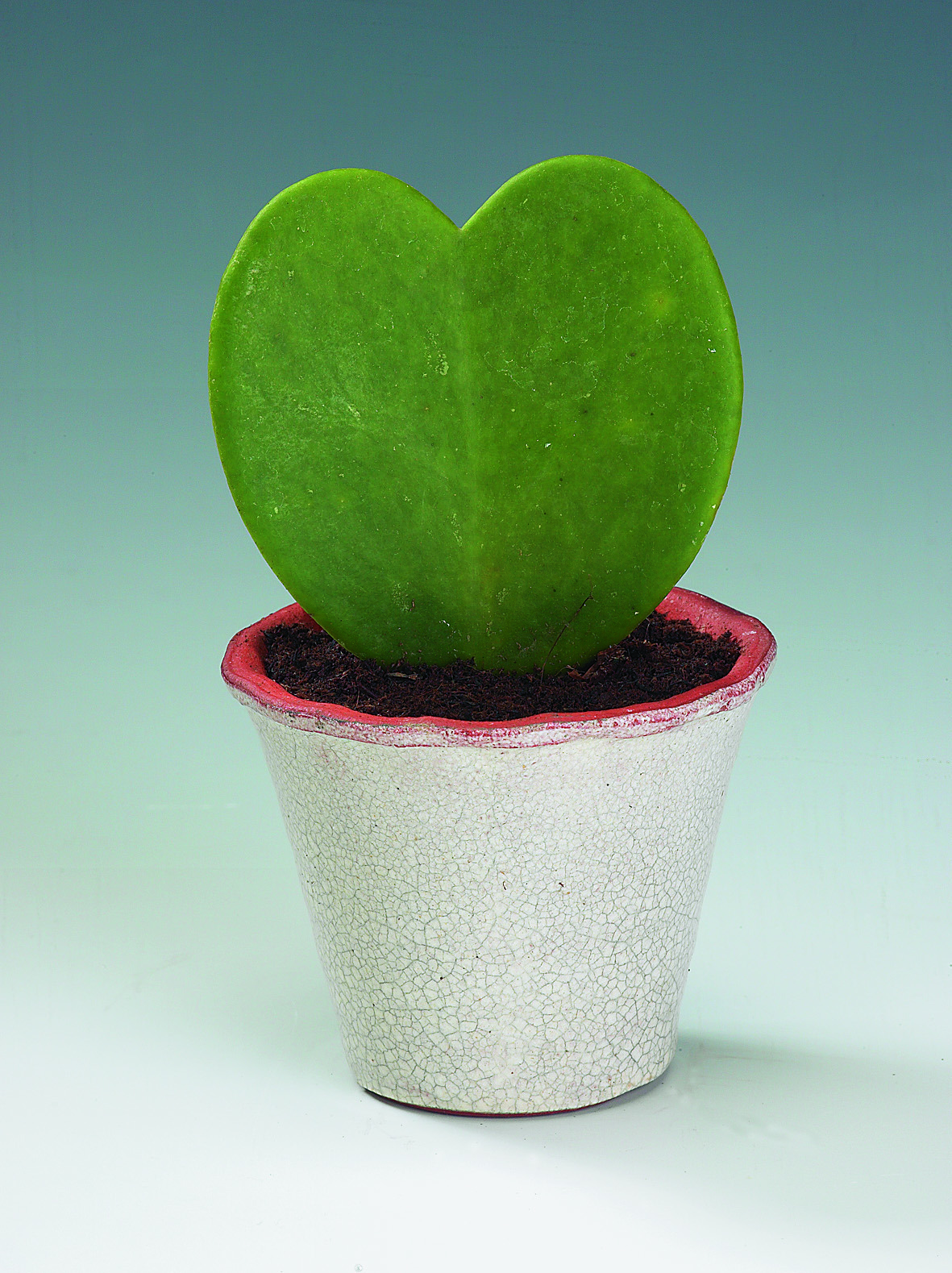 Sweetheart Plant 2