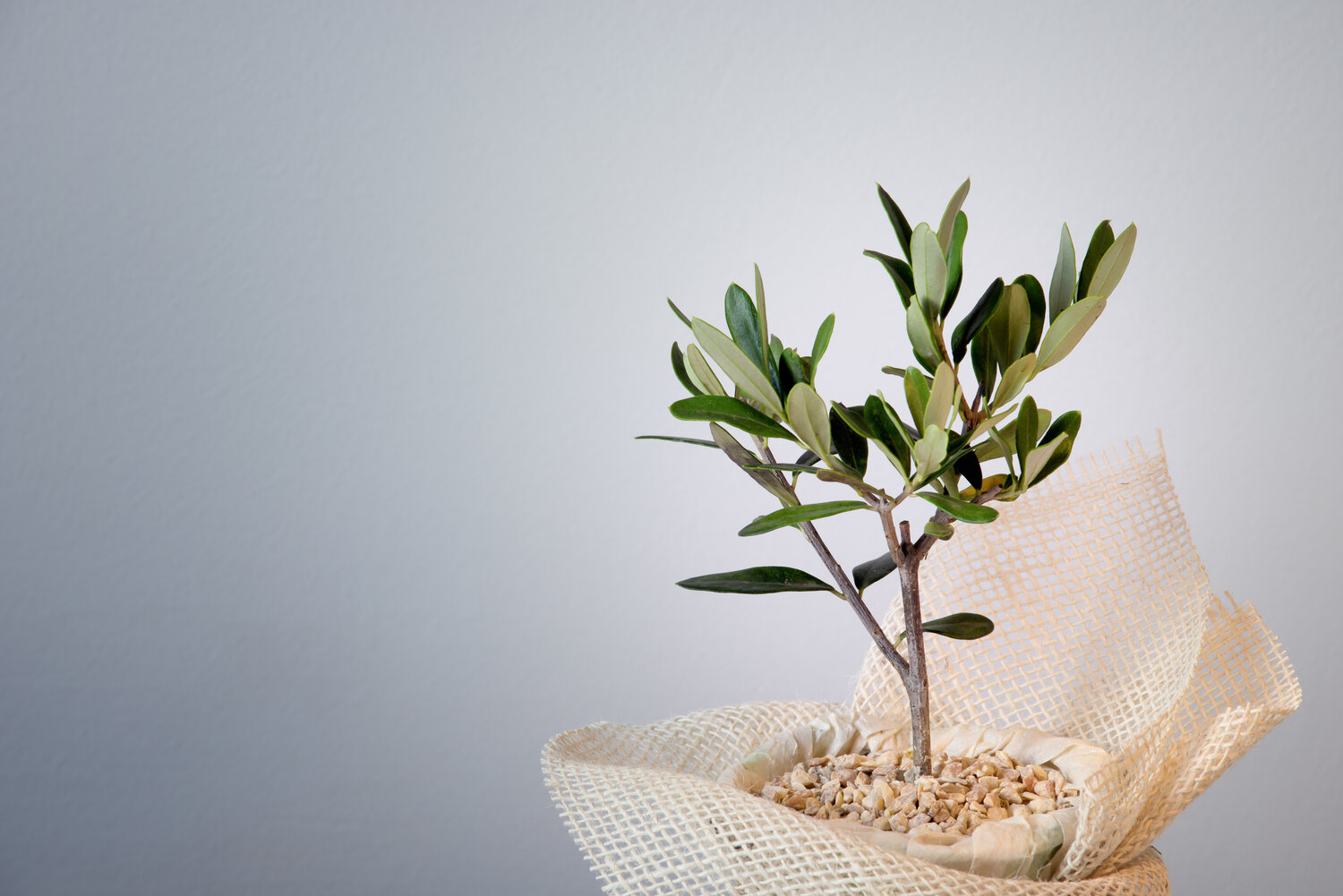 The Best Way to Water Your Olive Tree