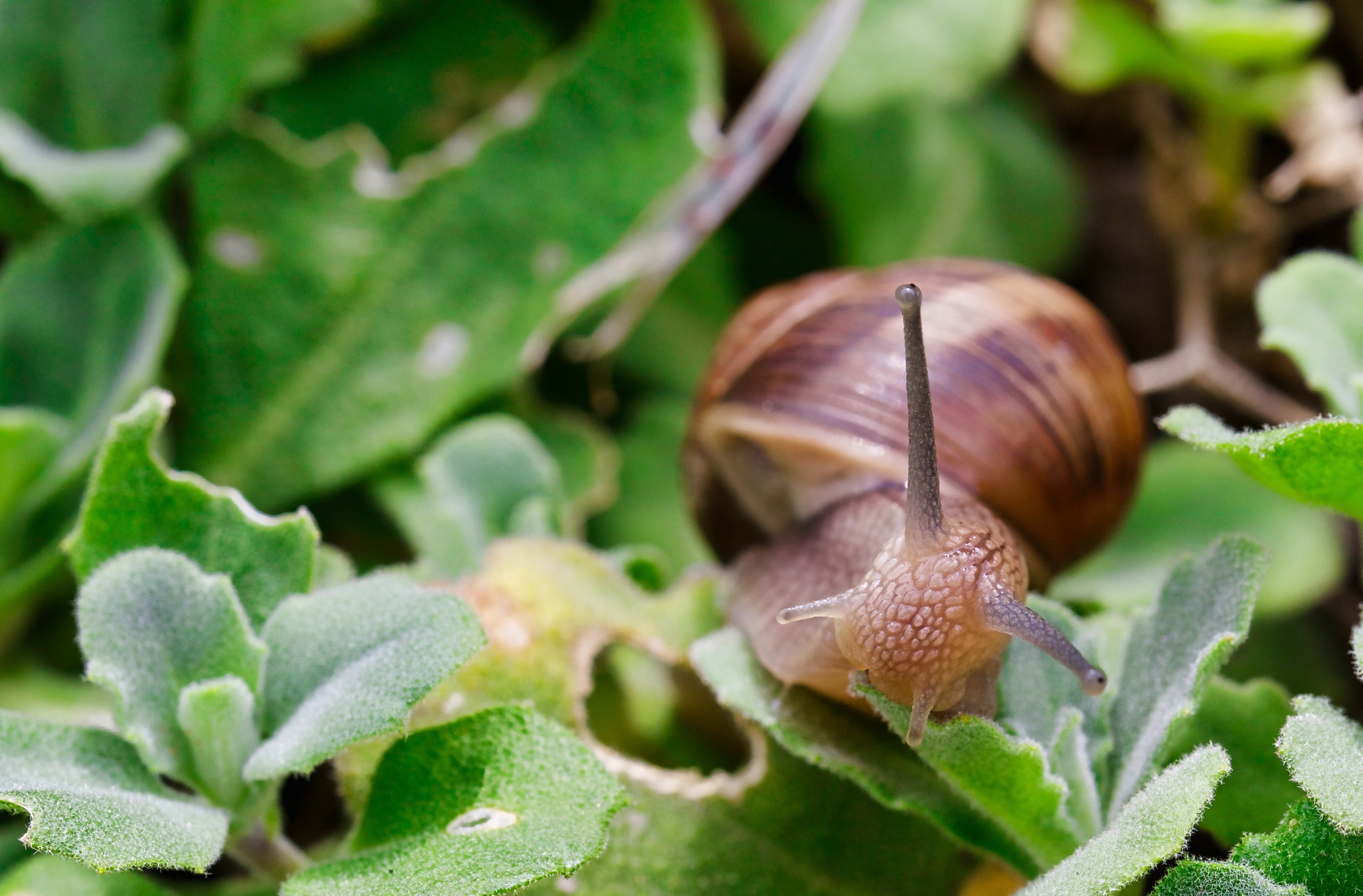 Snails Eating the Leaves