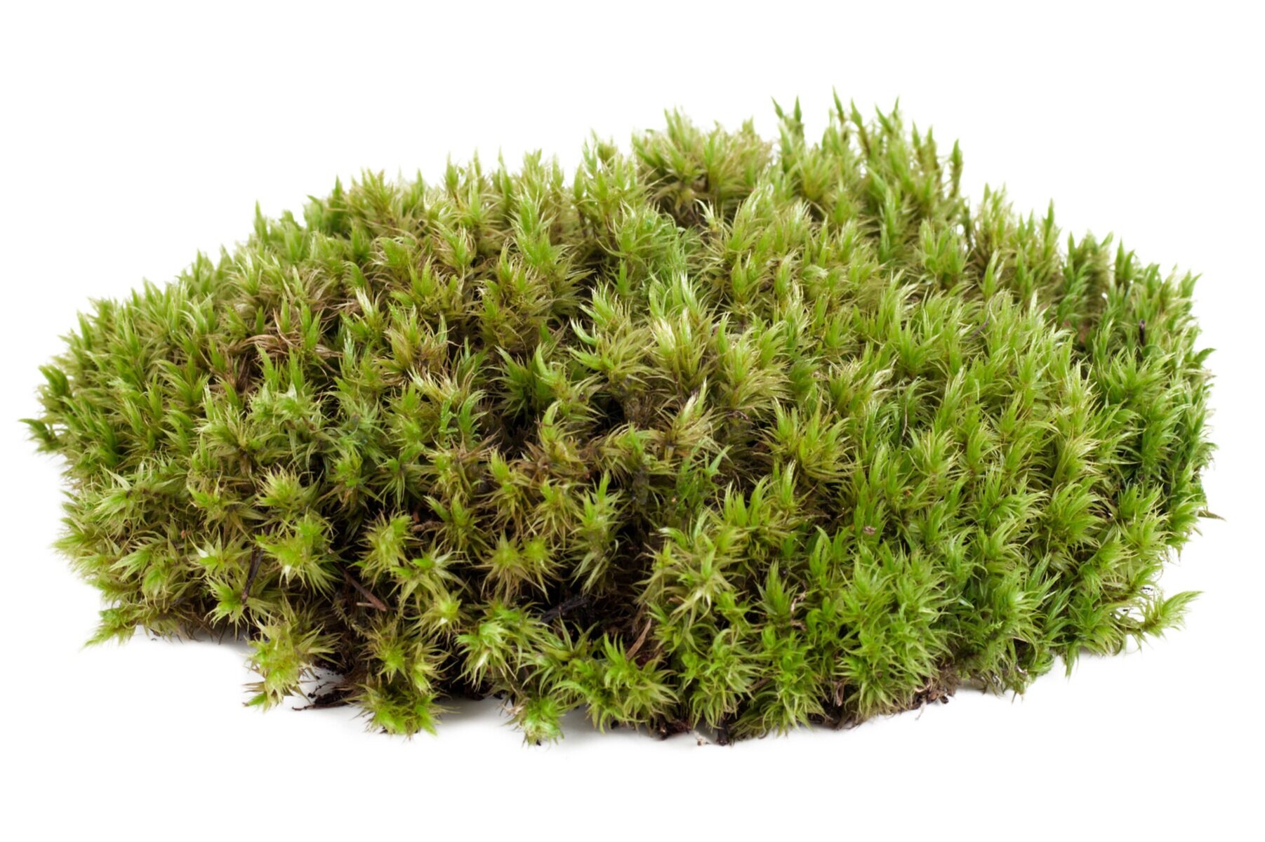 Moss Watering 2