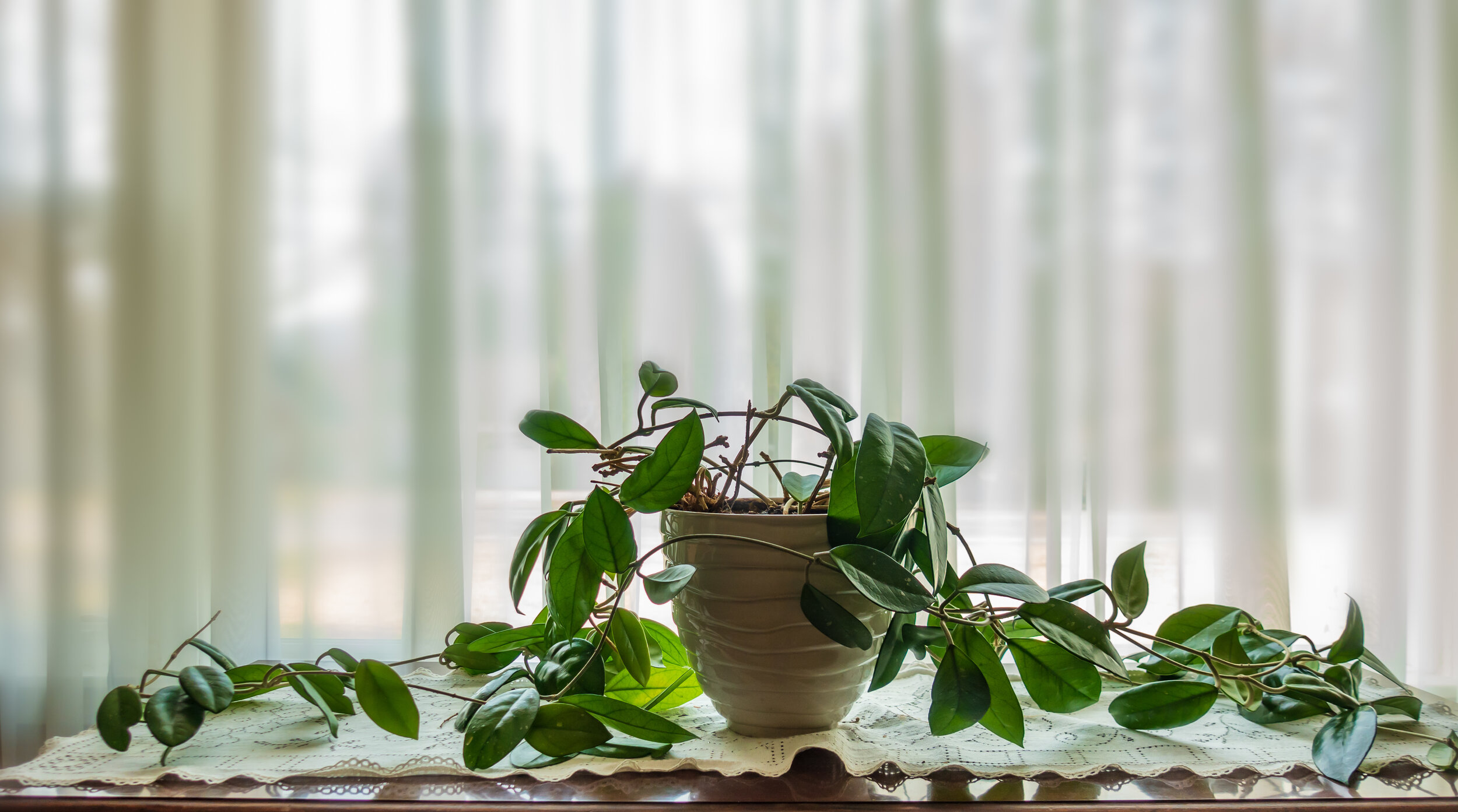 Hoya watering 2