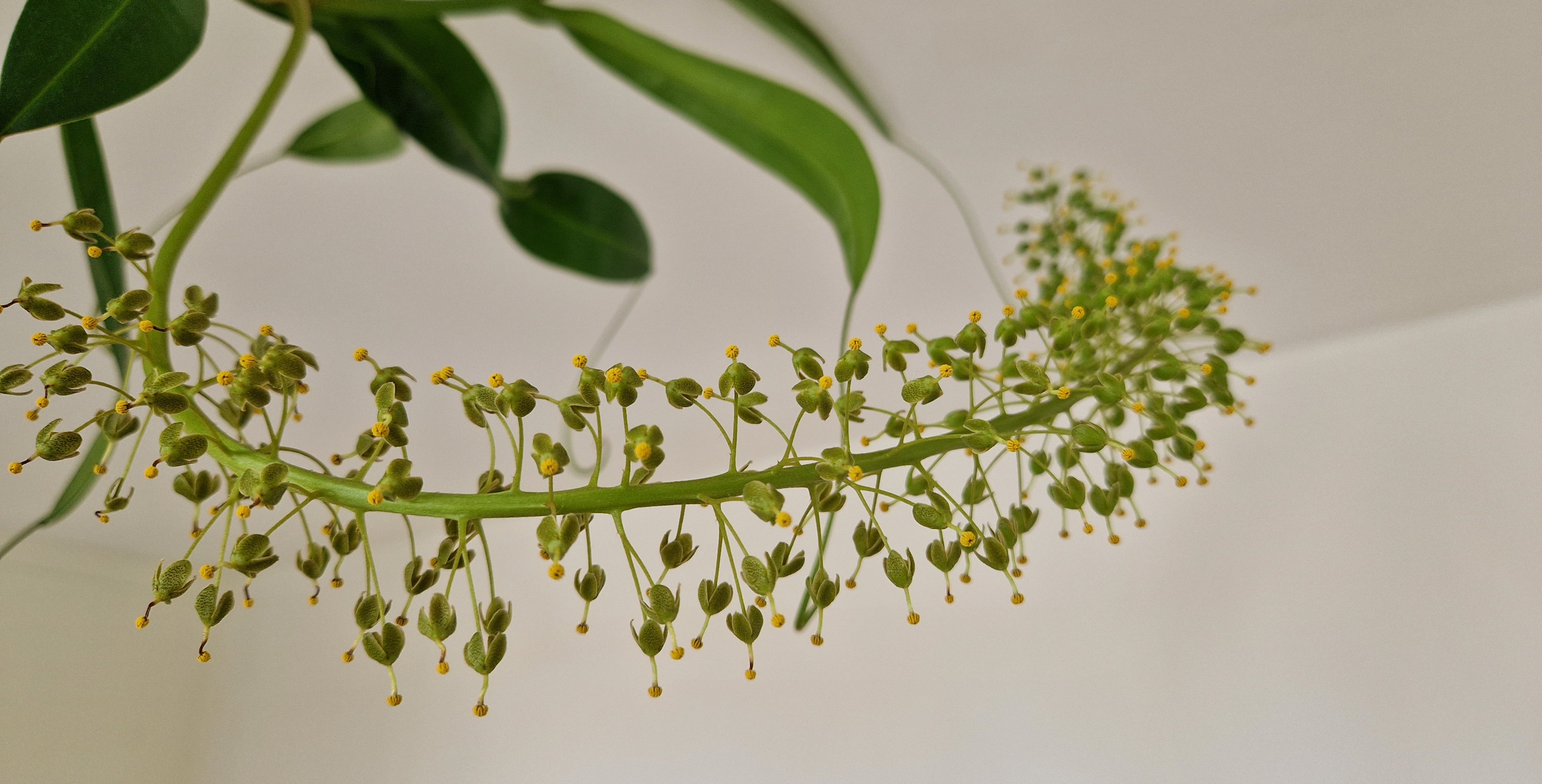 Nepenthes flowers