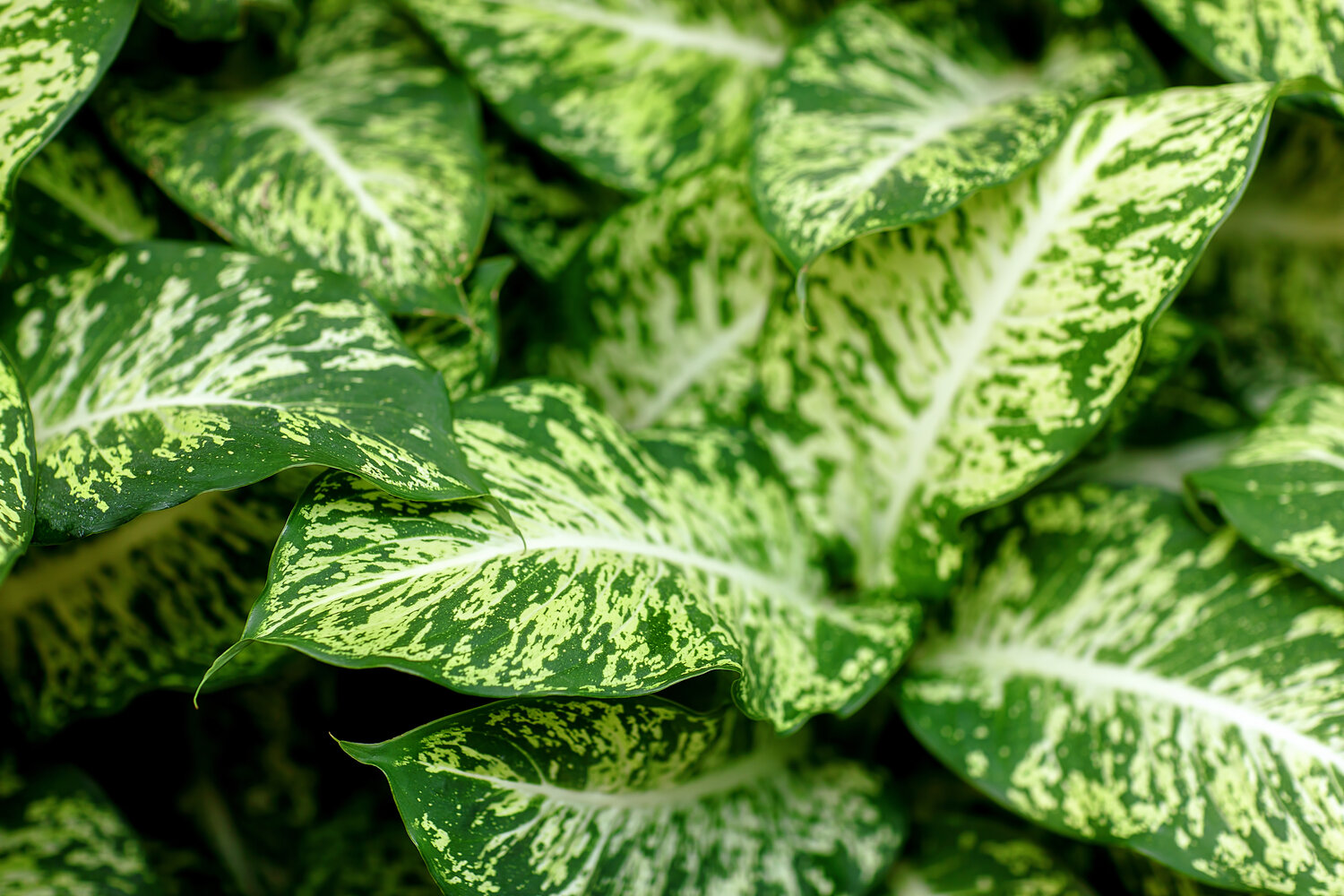 Dieffenbachia watering 2