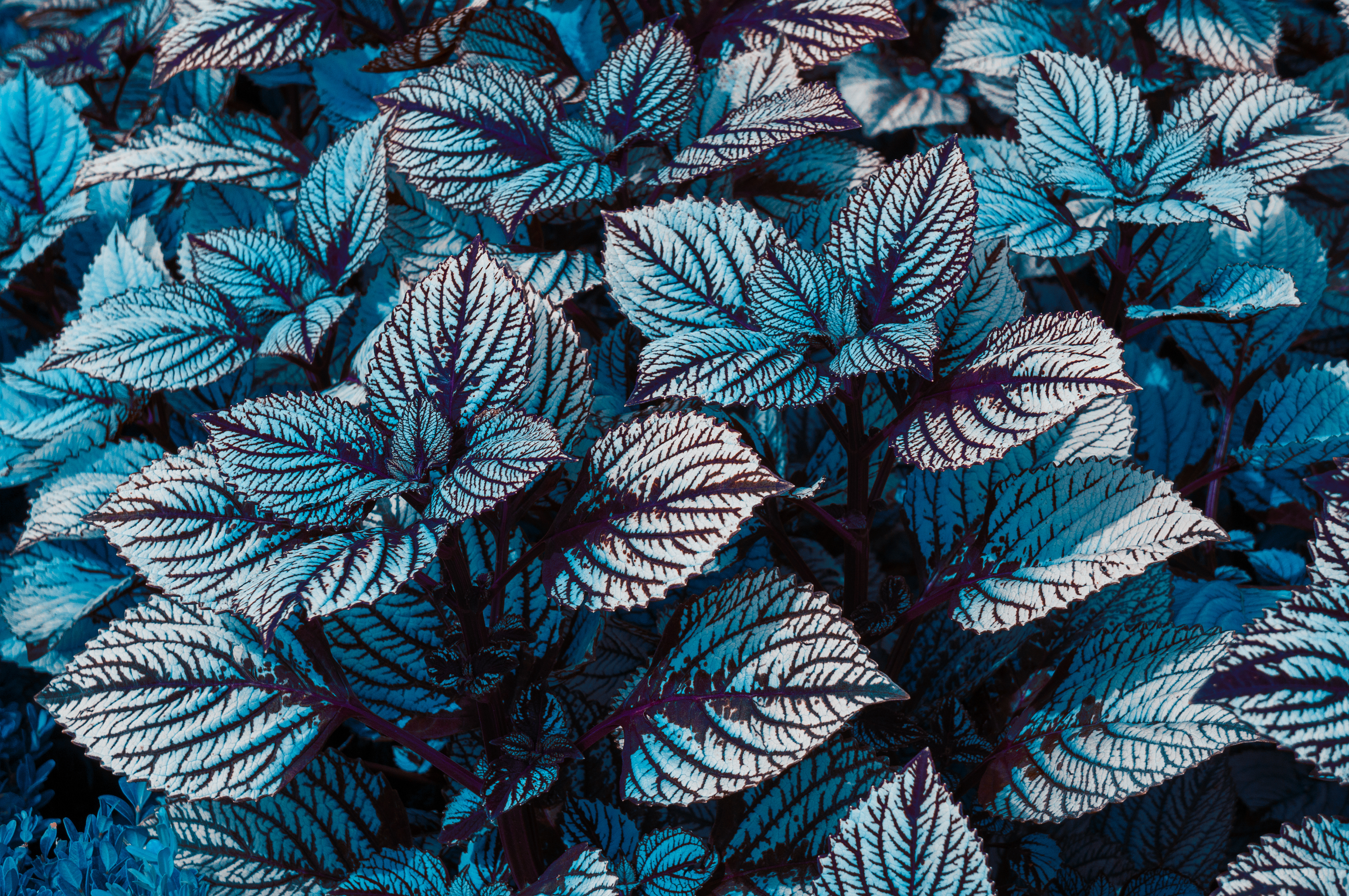 Coleus