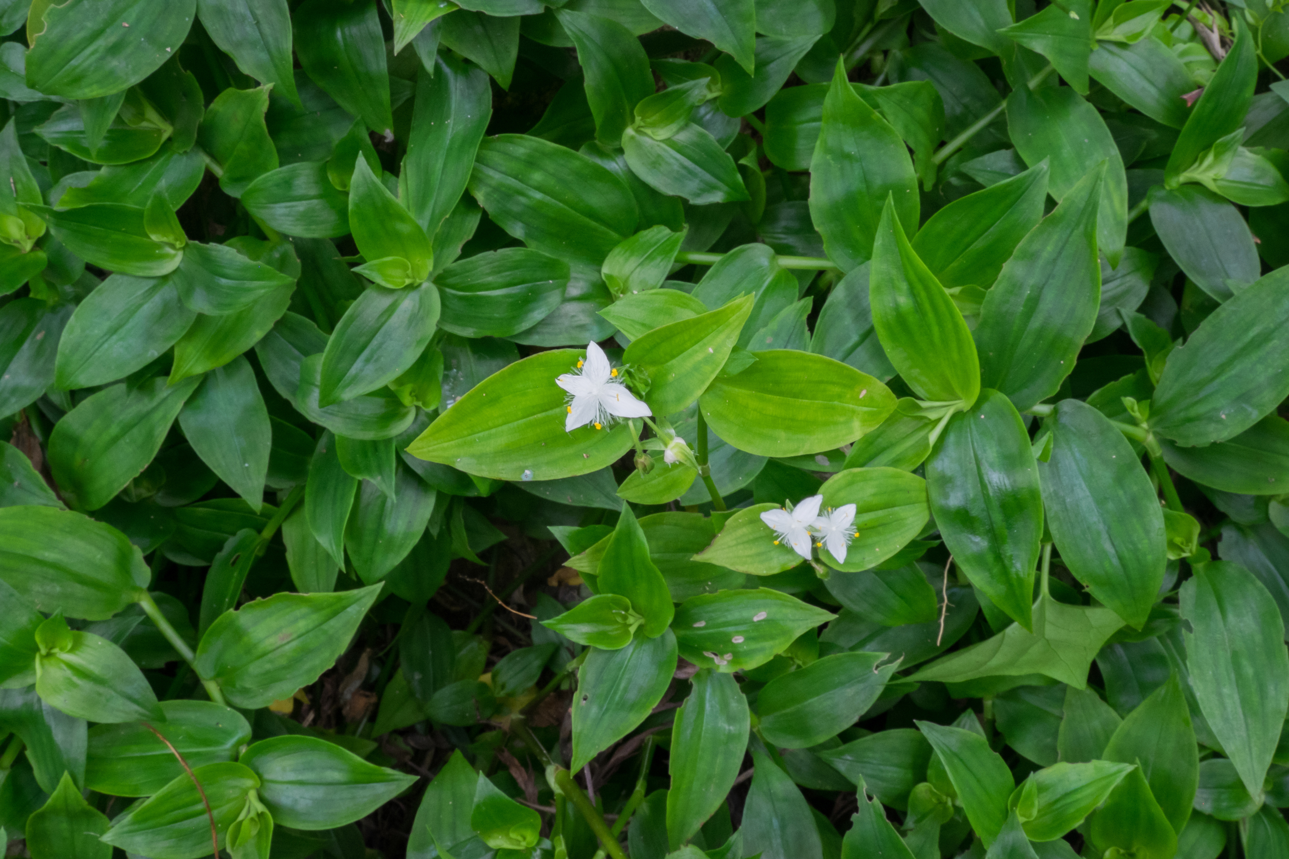 Tradescantia fluminensis