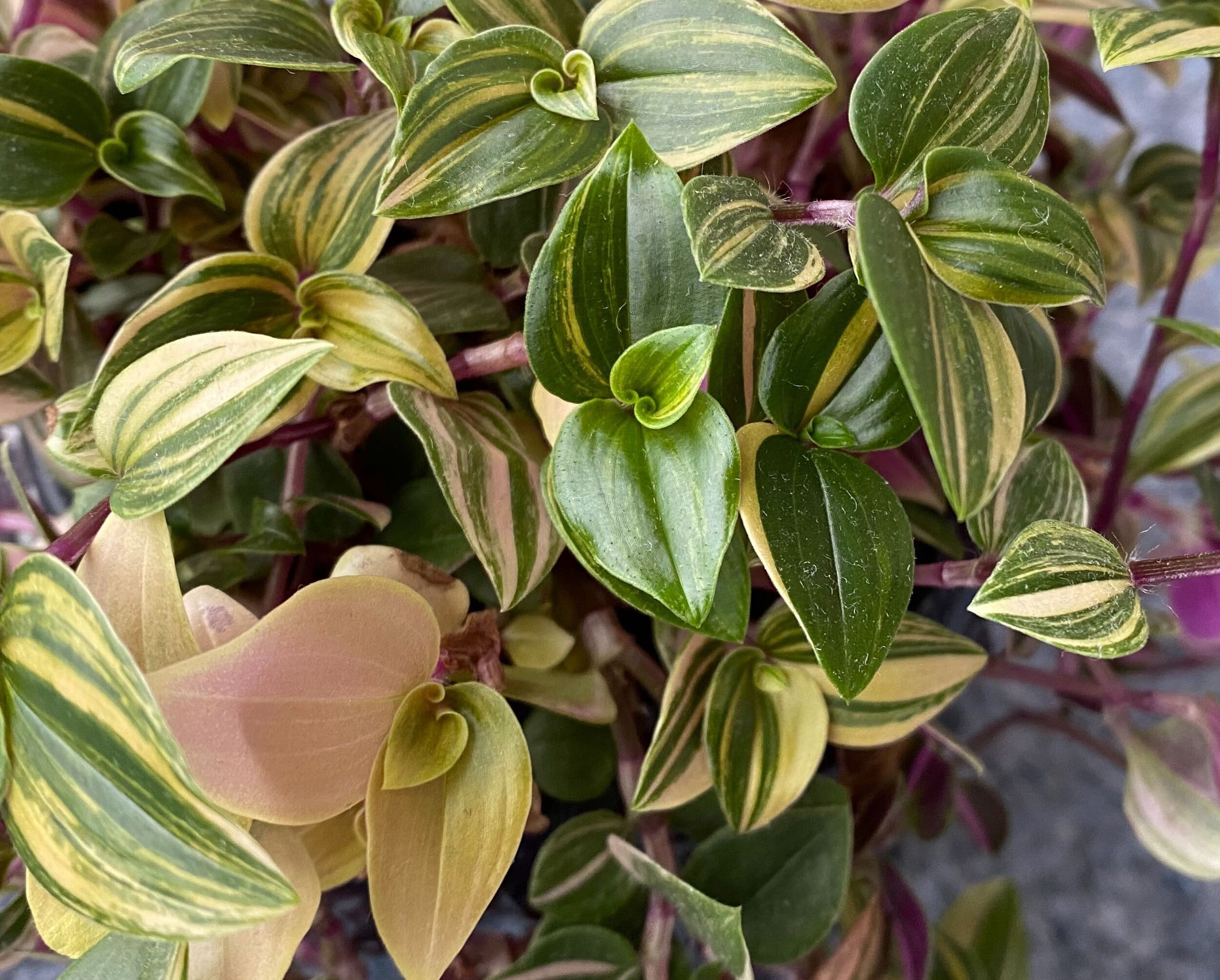 What to do if your plant’s variegated leaves are damaged