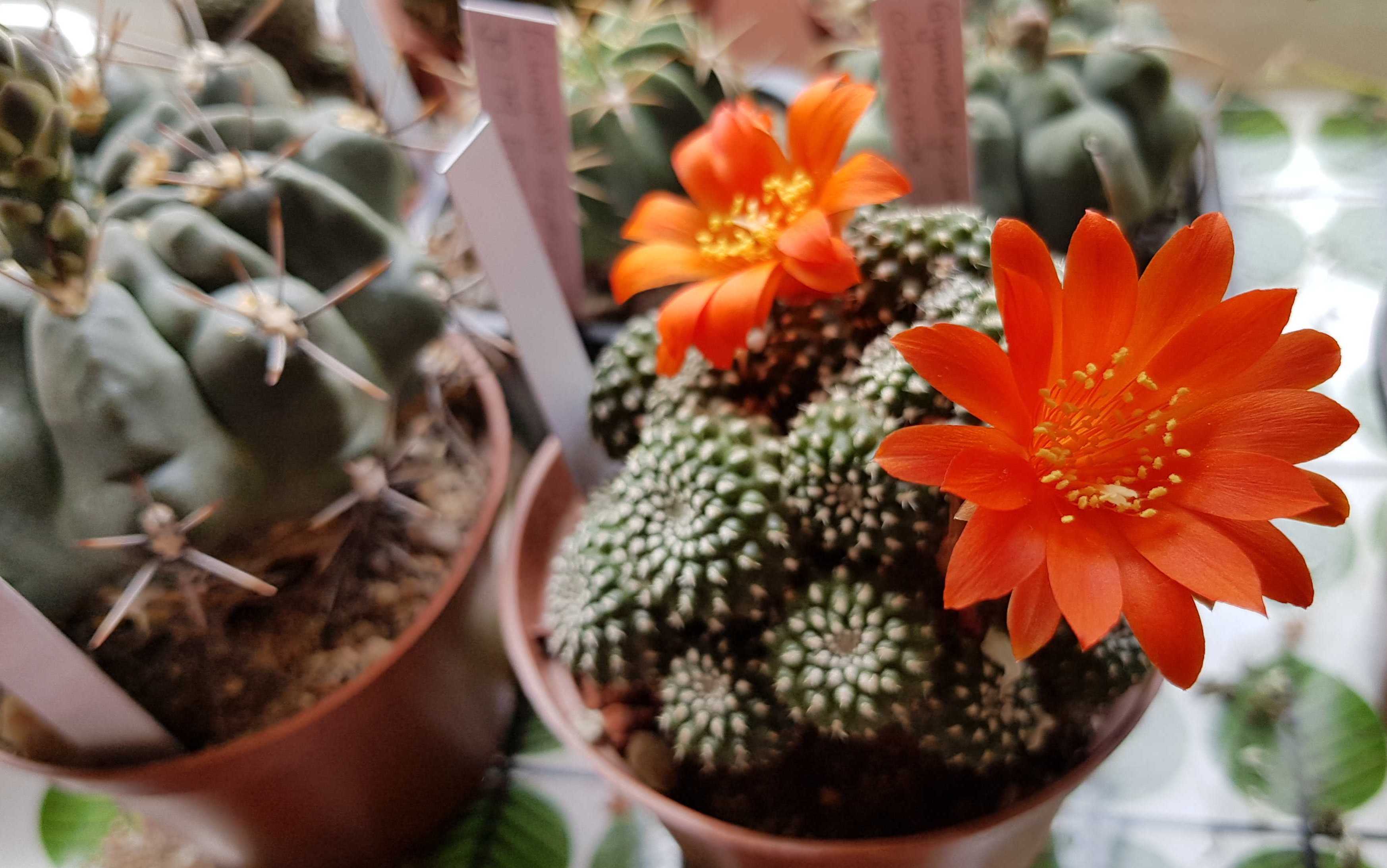 Rebutia cactus flowering