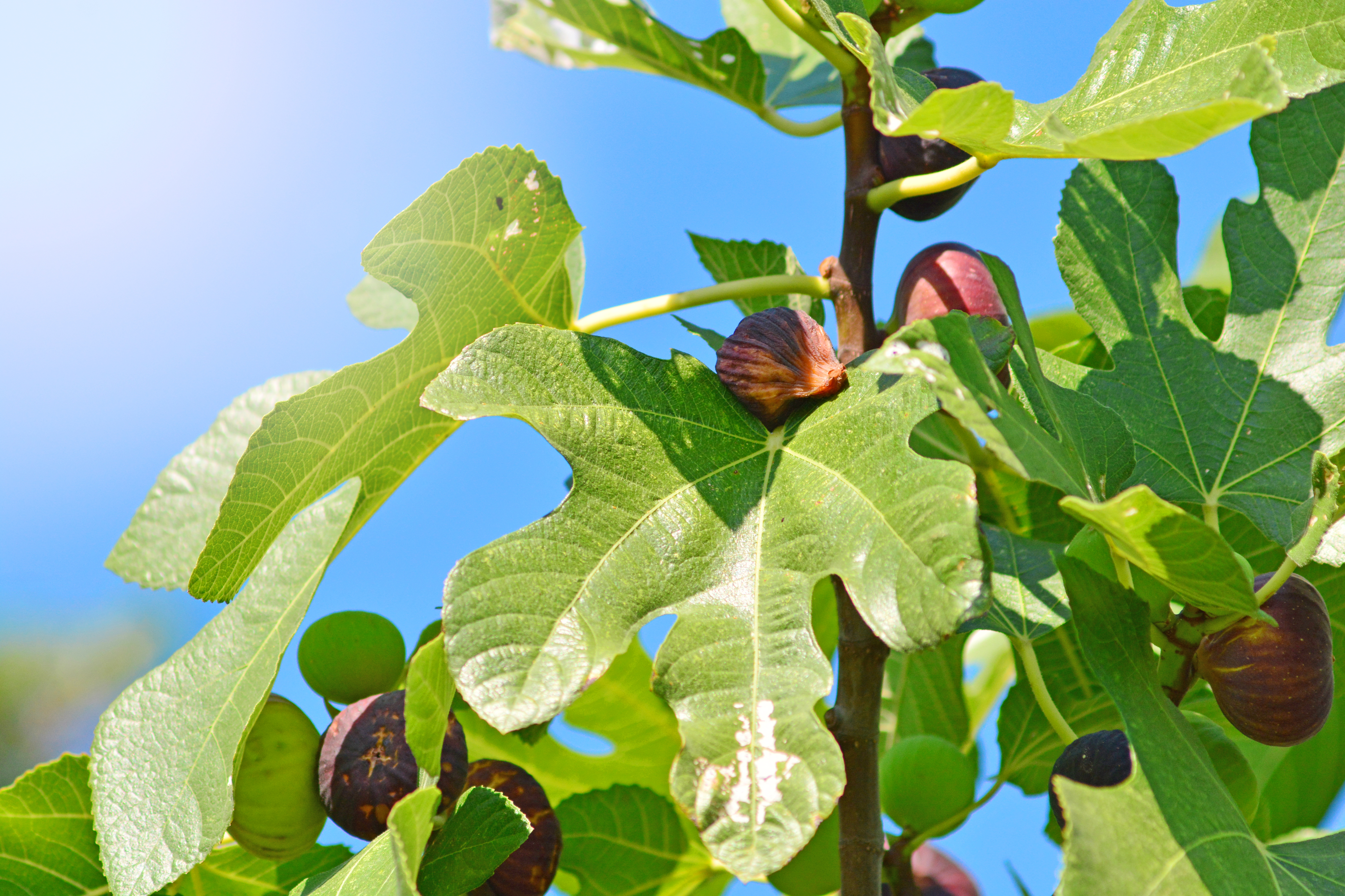 Fig tree