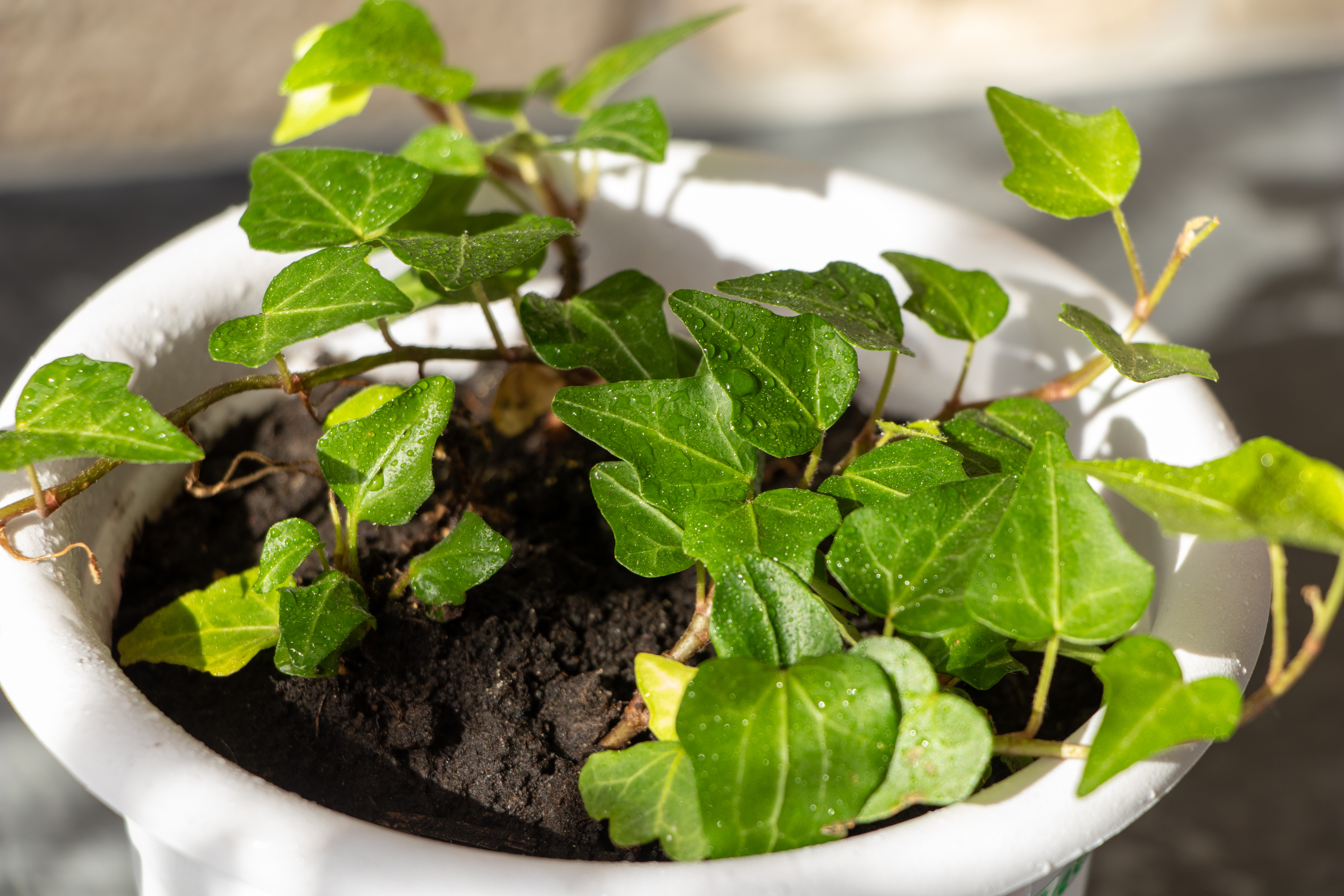 Canarian Ivy