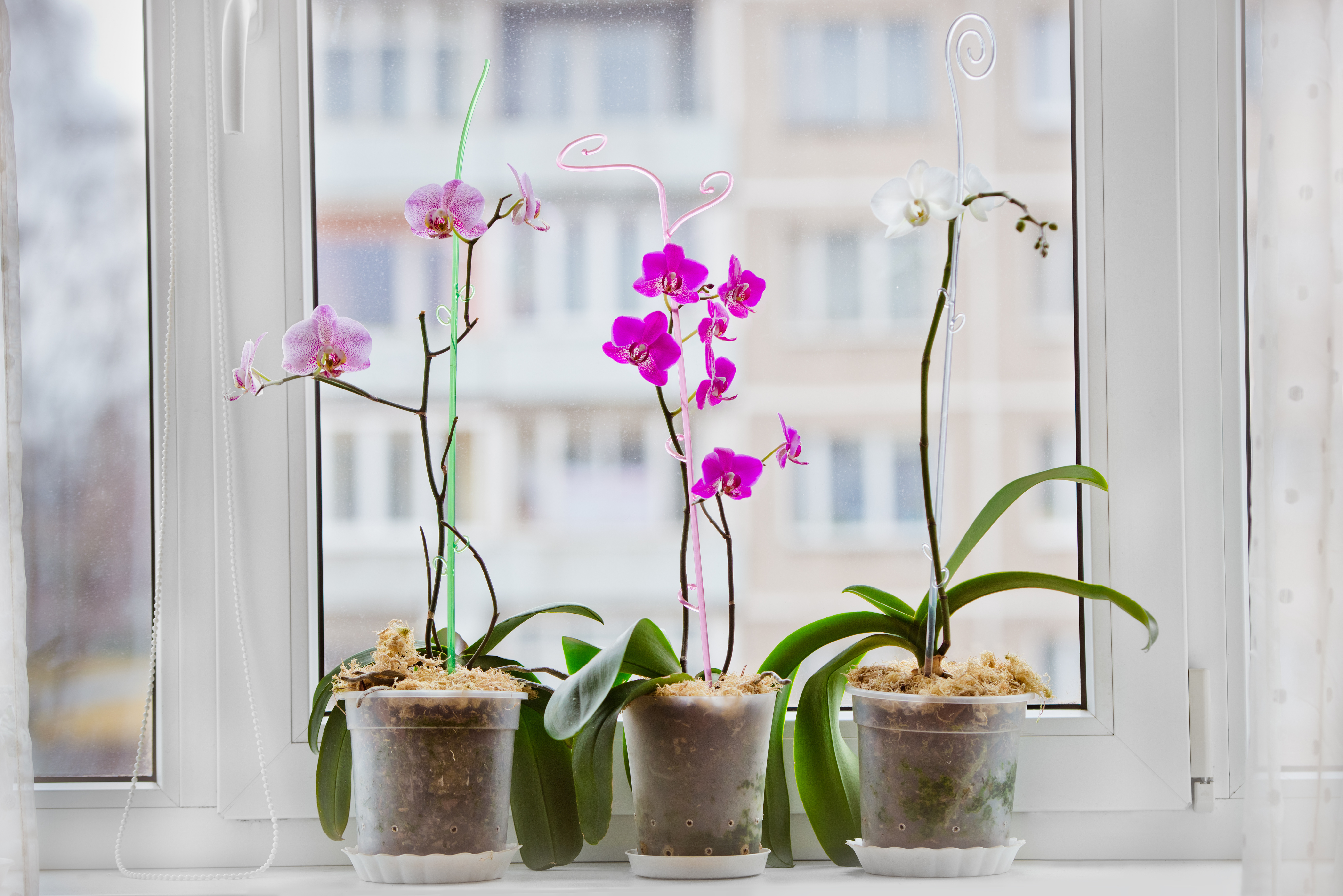 New pots orchid
