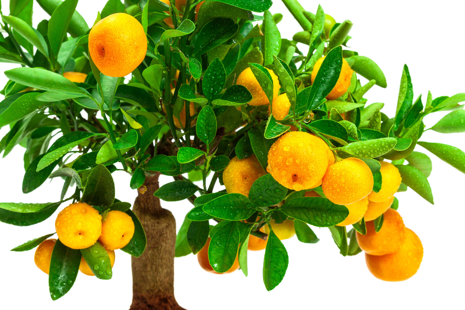 The Best Way to Water Your Citrus Trees